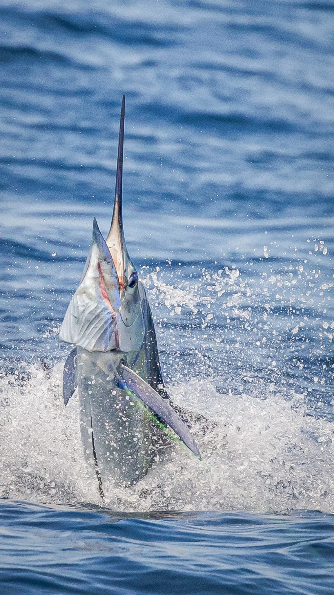 A large fish, likely a marlin or sailfish, jumping out of the water with a fishing hook in its mouth.