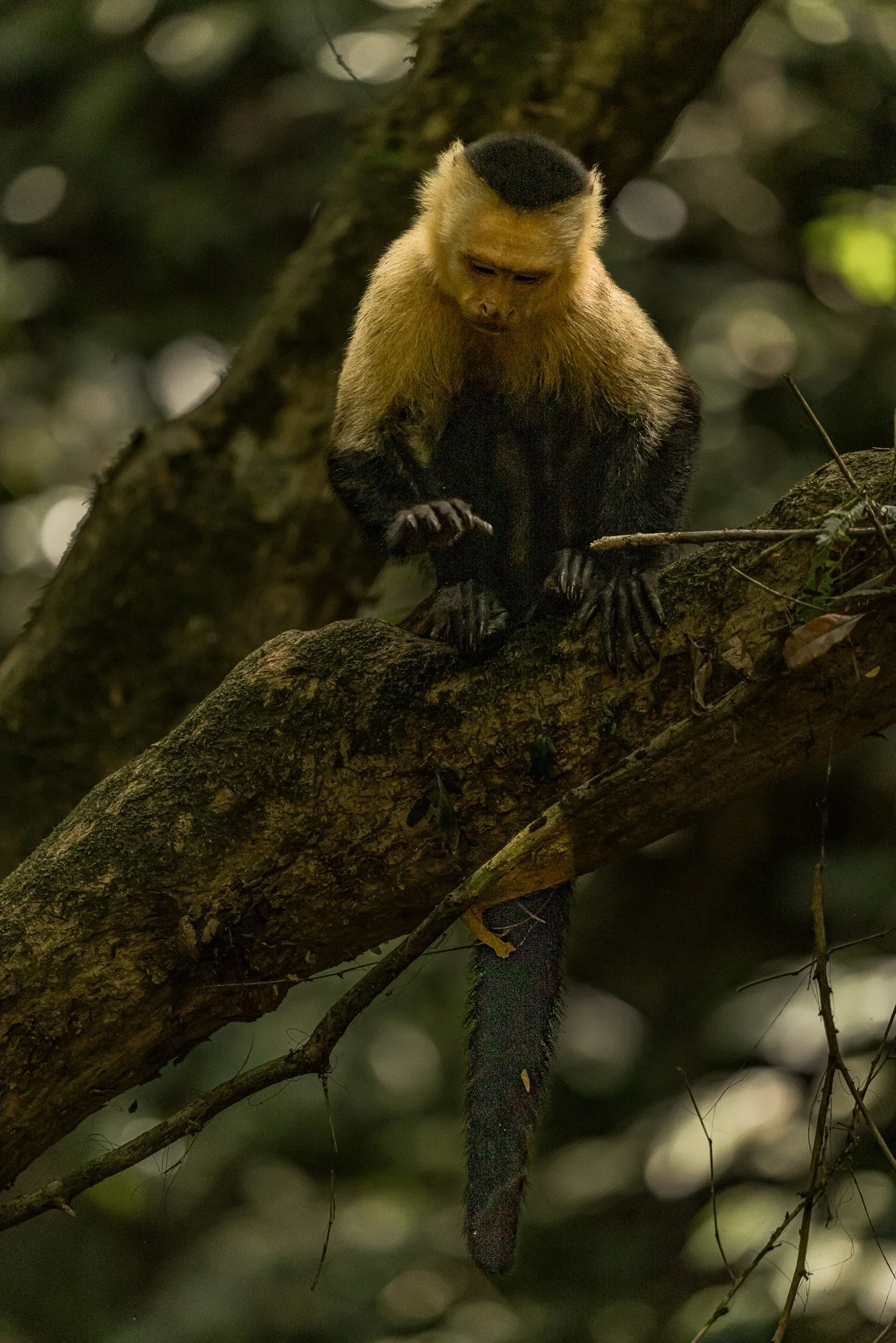 A yellow and black howler monkey sitting on a tree branch surrounded by blurred foliage.