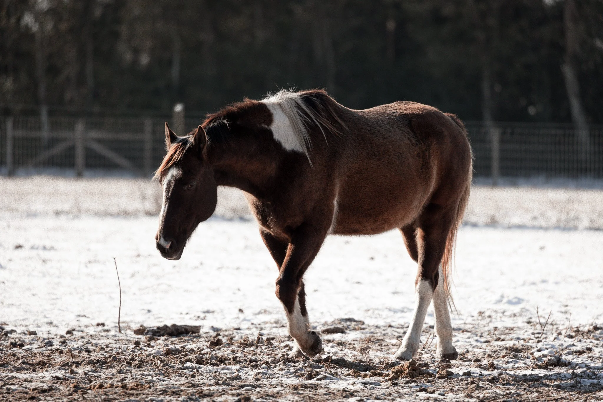 A brown and white horse standing outdoors on a snowy surface with a dark, wooded background.