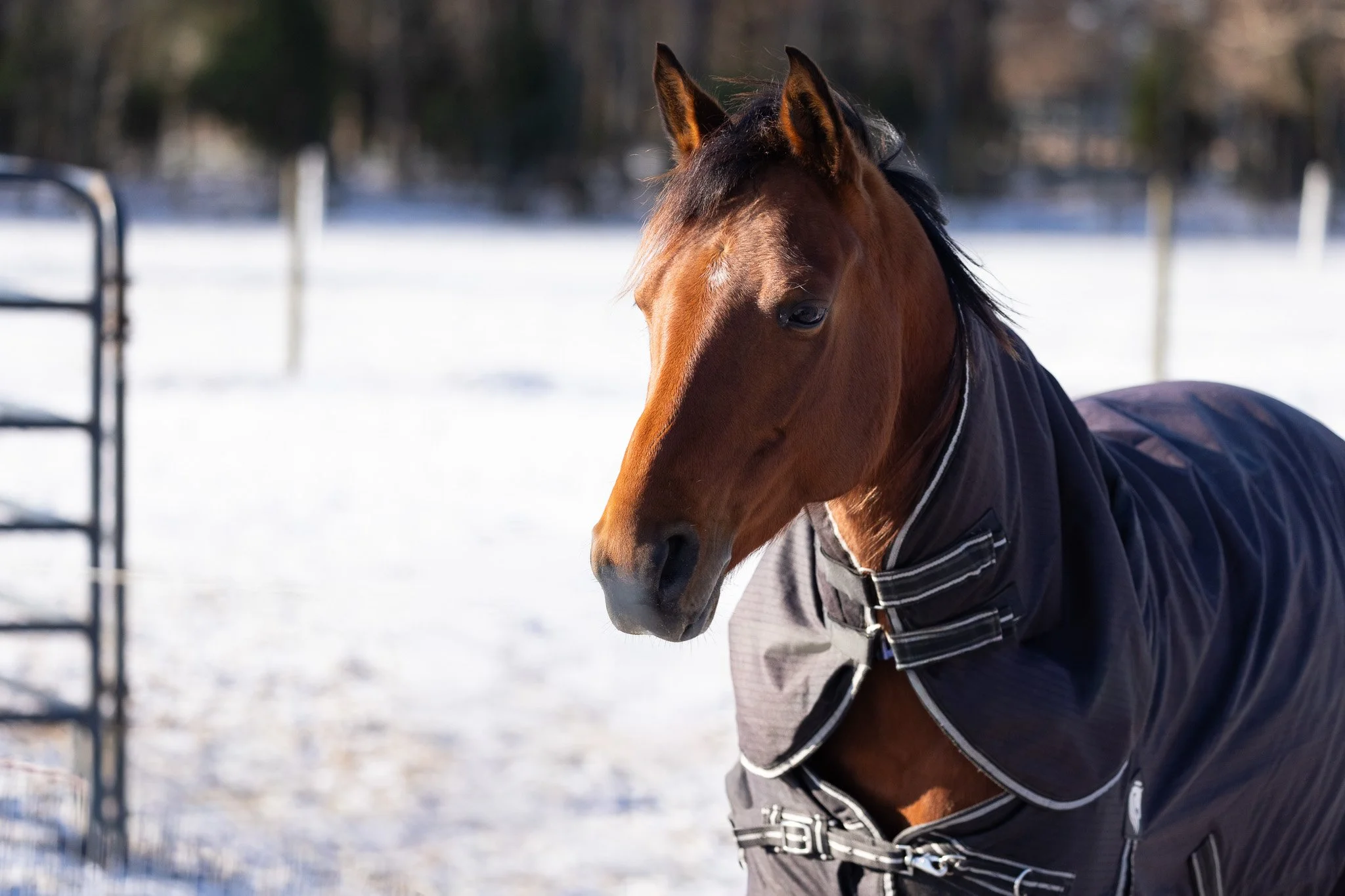A brown horse with a black mane wearing a winter coat standing on snow-covered ground.