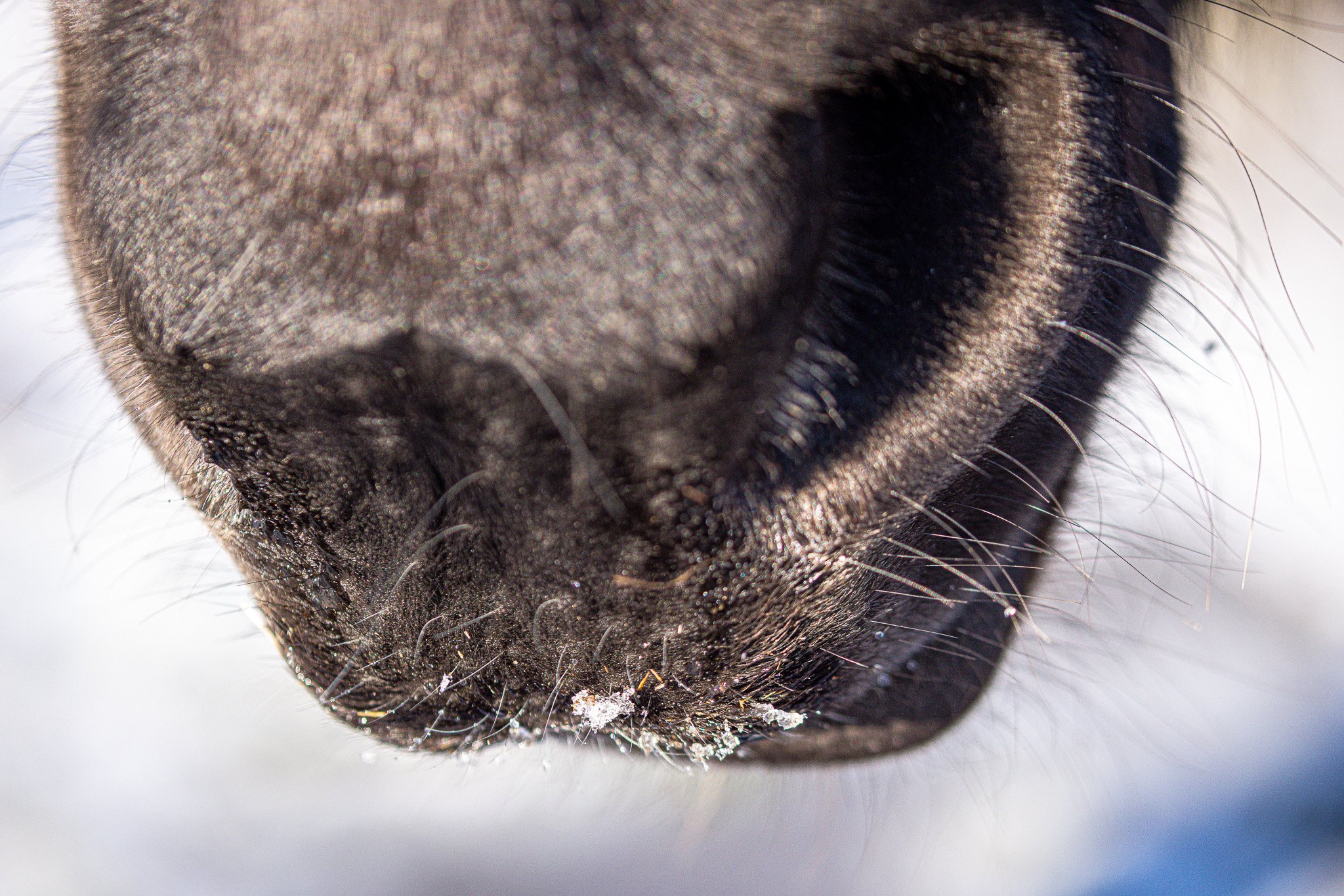 Close-up of a dog’s nose with visible nose ridges, hair, and some dirt or snow particles.