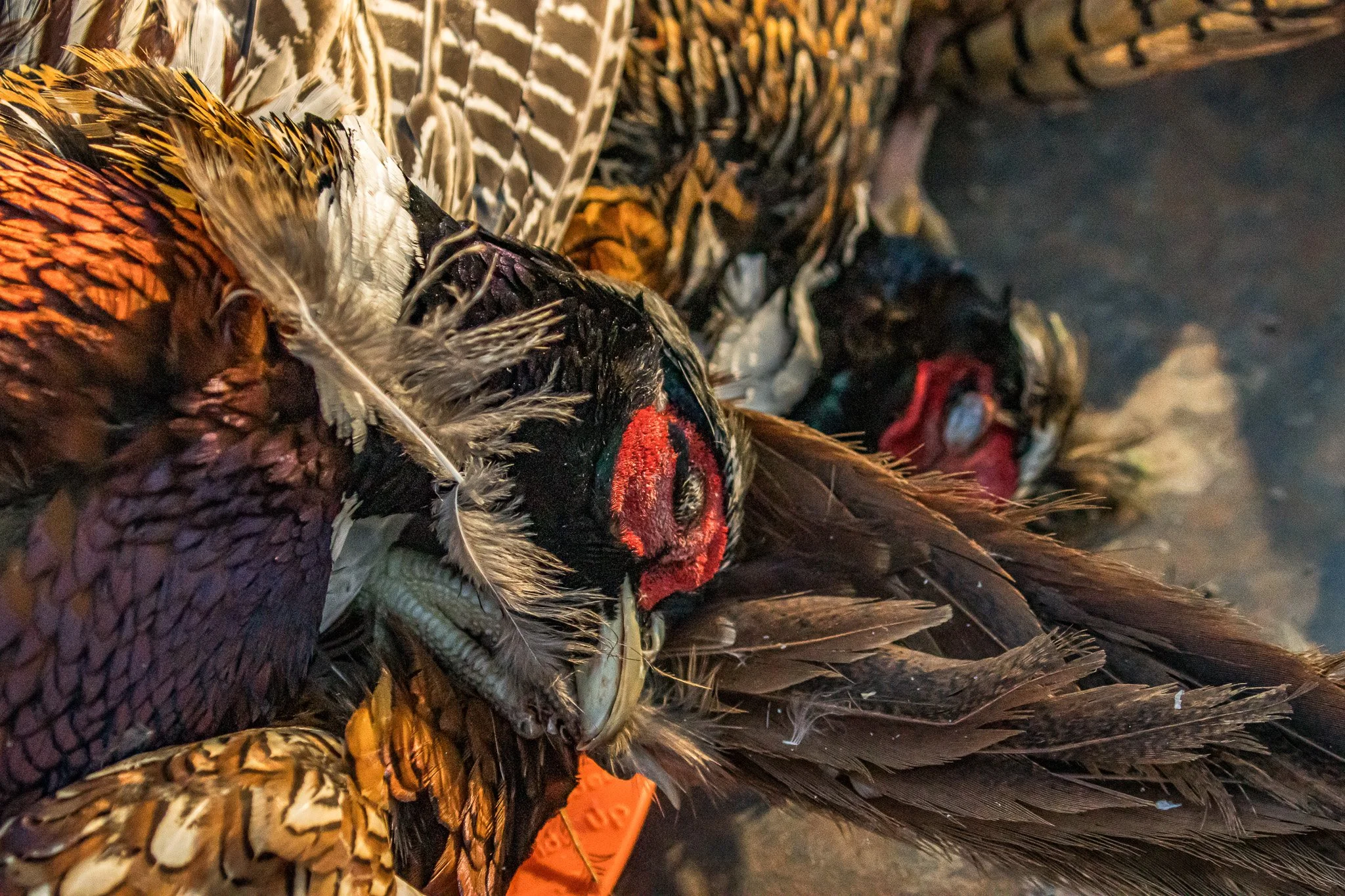 Close-up of a pile of harvested feathers and bird parts, possibly from game birds, with a focus on feathers and a small orange tag among the remains.