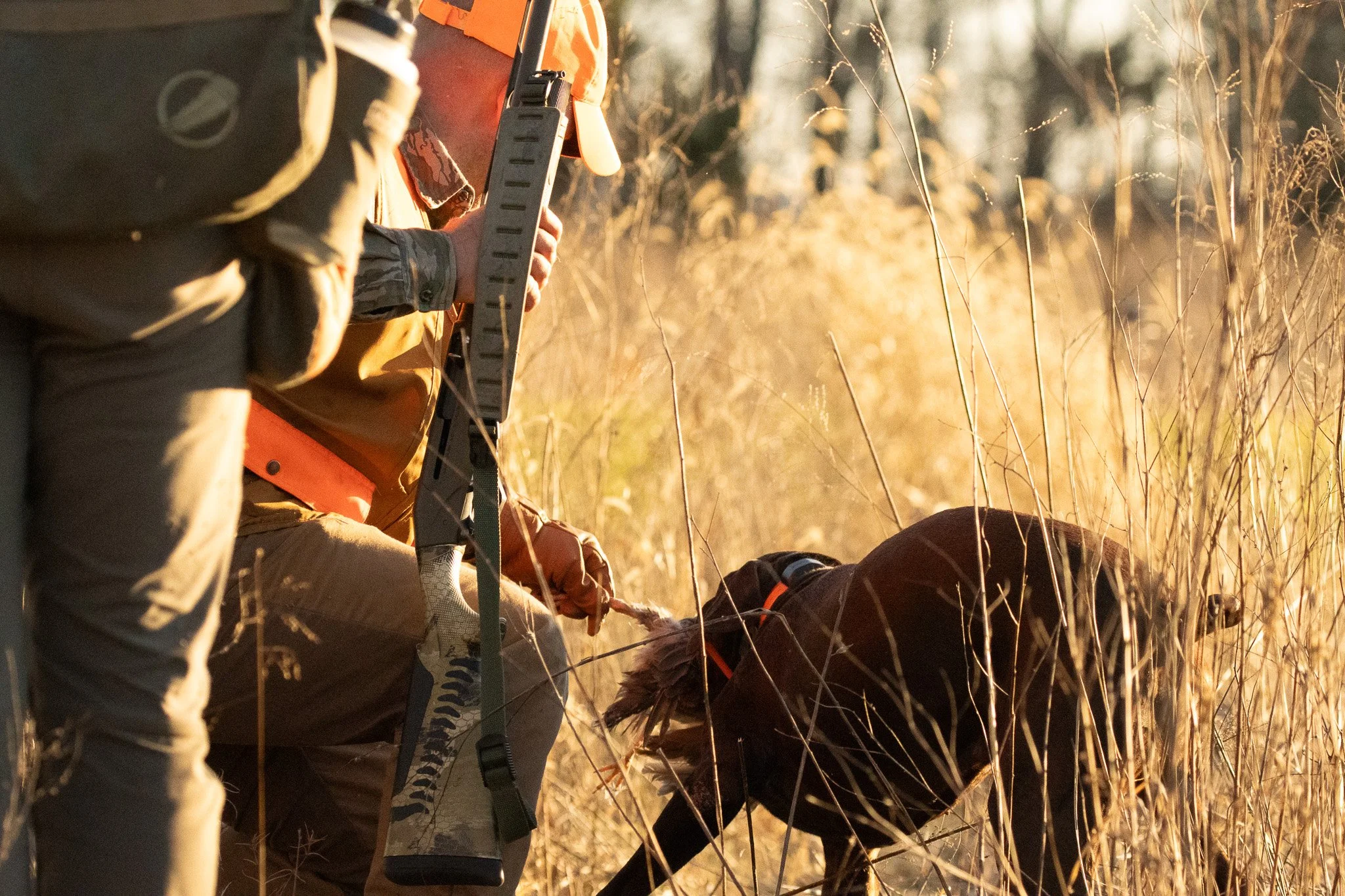 A person in outdoor gear, including camouflage gloves, is leaning over a fallen horse in a field of tall, dry grass during sunset, with sunlight filtering through the trees in the background.