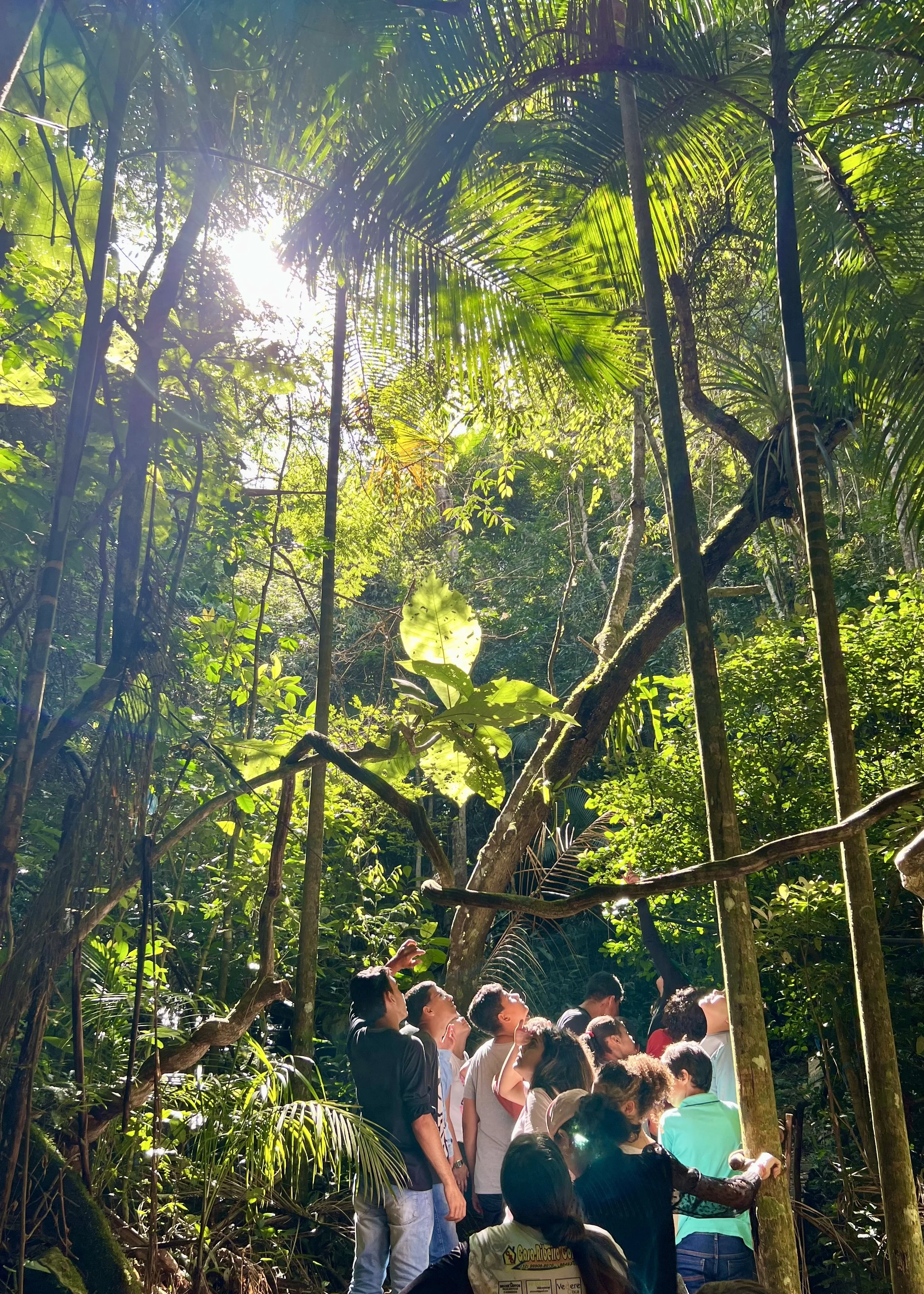 A group of people standing in a lush, green tropical forest with tall trees and dense foliage, some looking up and some taking pictures, with sunlight filtering through the leaves.