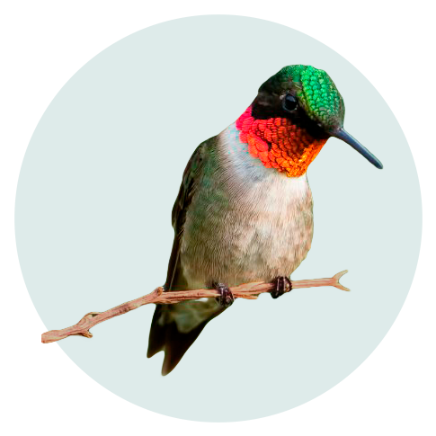Hummingbird_Q0I3619c_web_circle.png