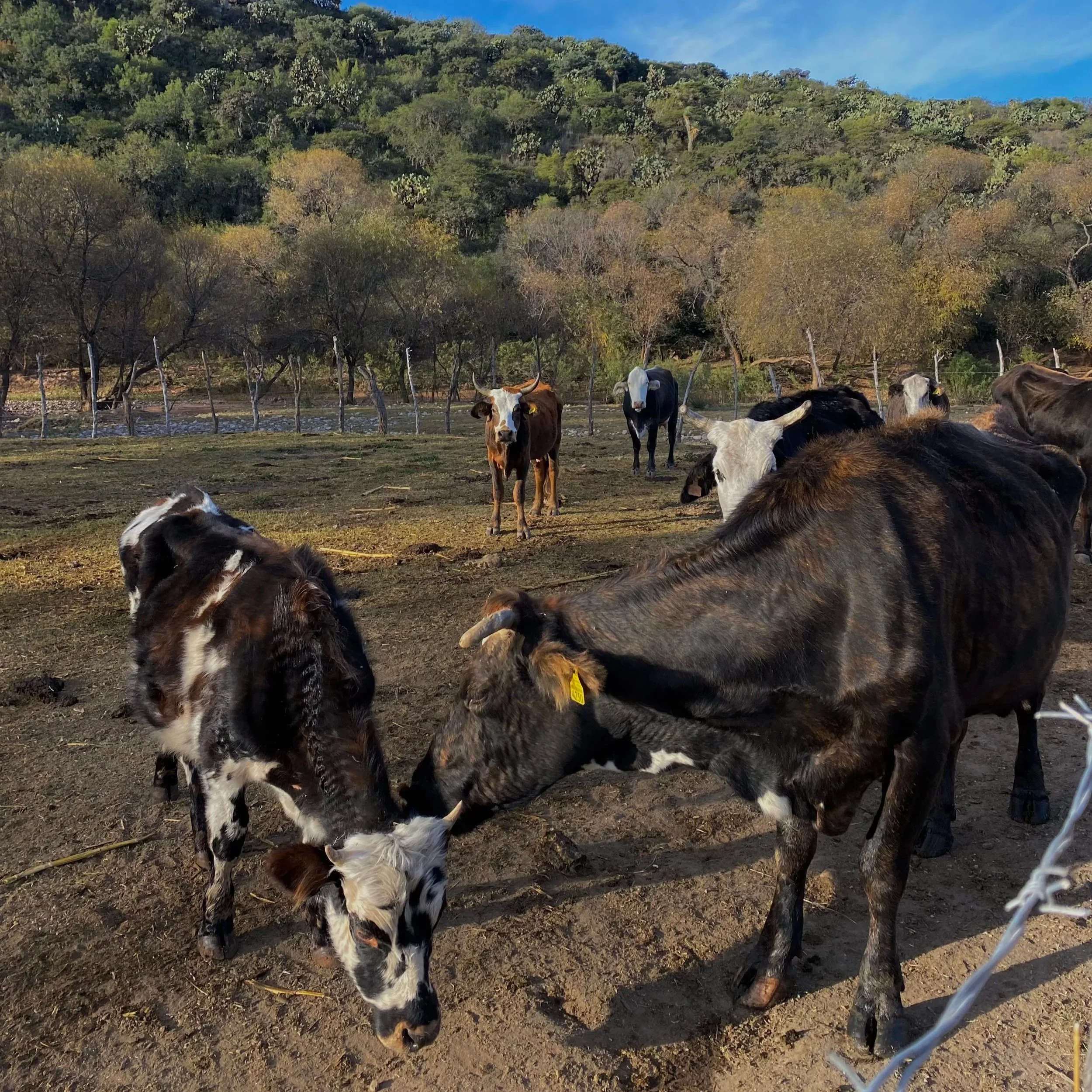 A group of calves and cows standing and grazing in a fenced pasture with trees and hills in the background under a blue sky.
