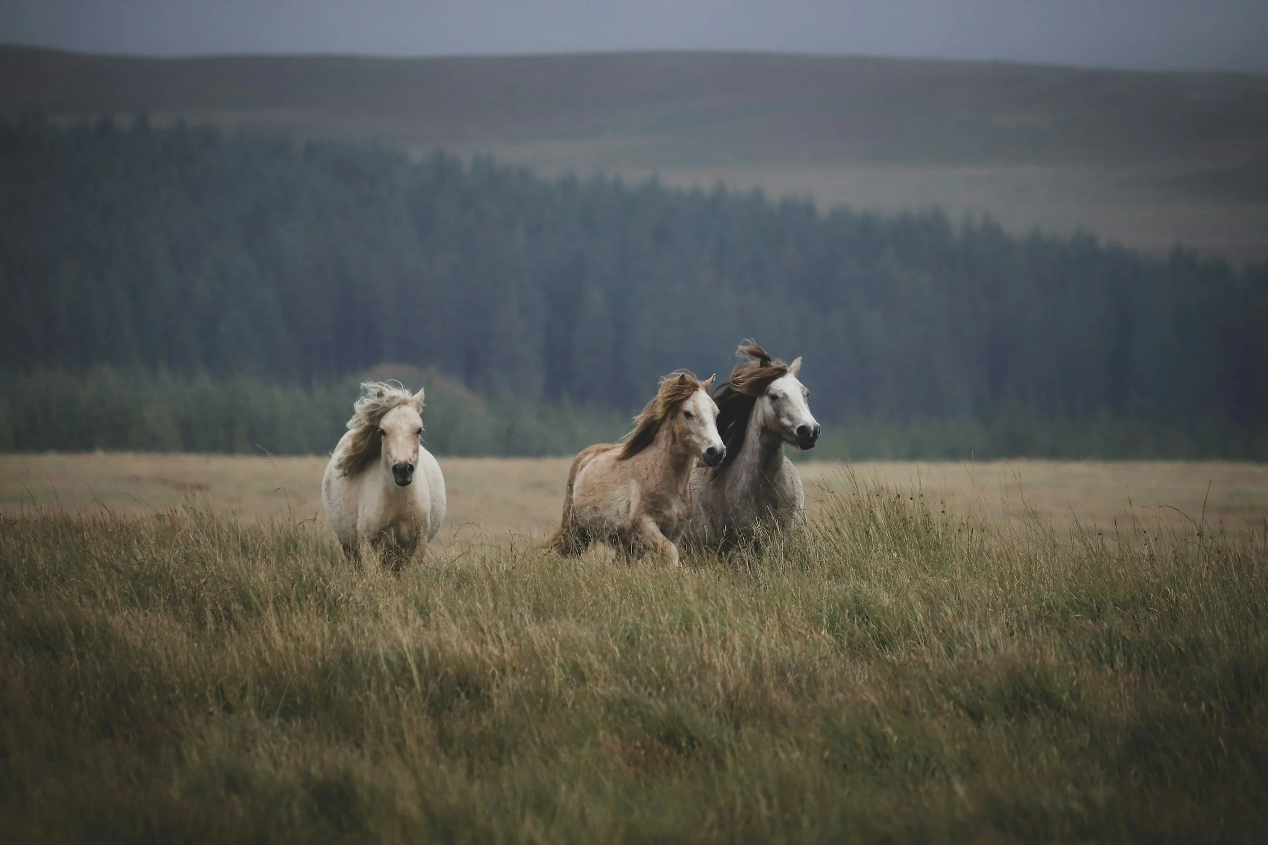Three wild horses running through a grassy field with a forest and mountains in the background.