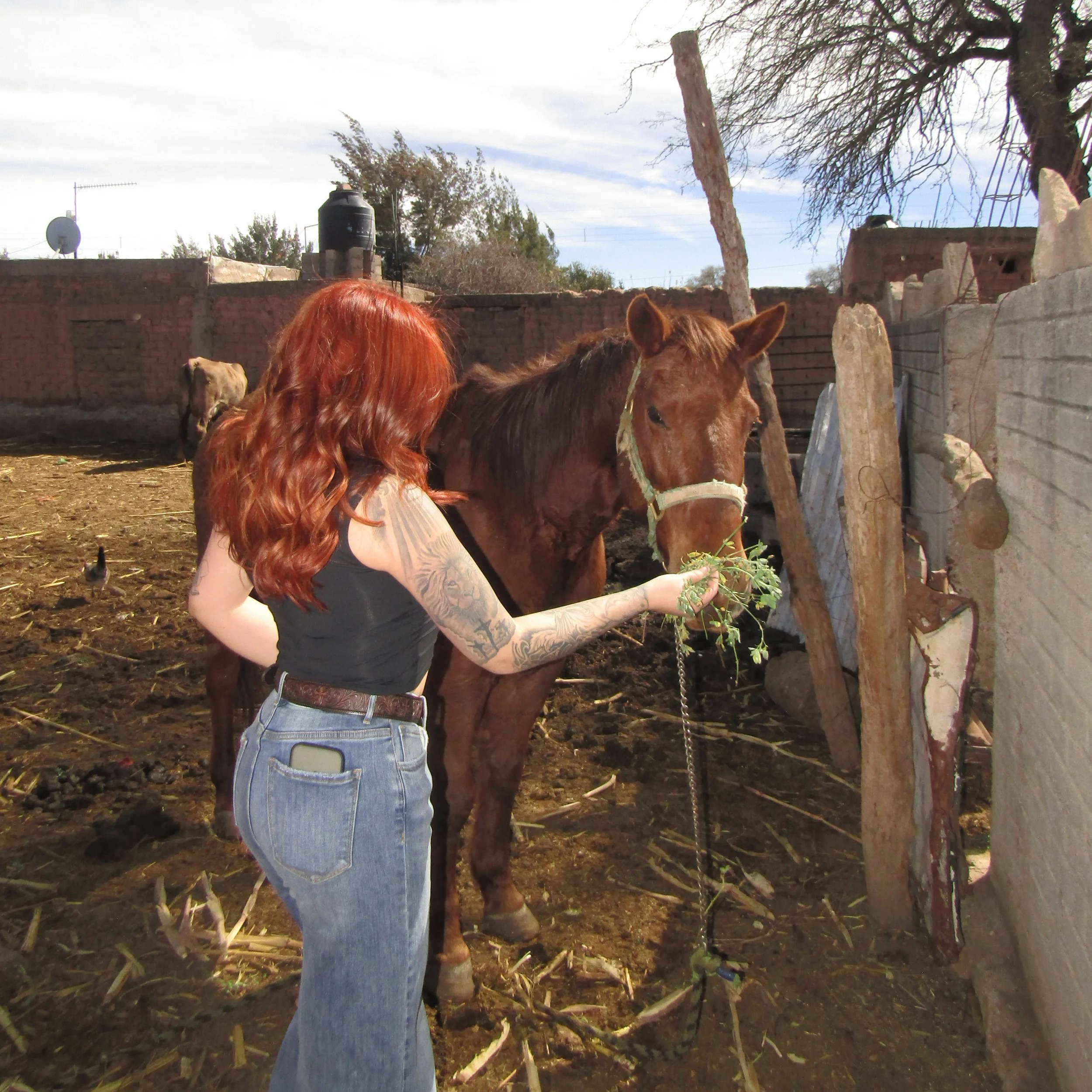 A woman with long red hair and tattoos on her arm is feeding a brown horse with green leaves in an outdoor enclosure. There is a brick wall and another animal in the background.