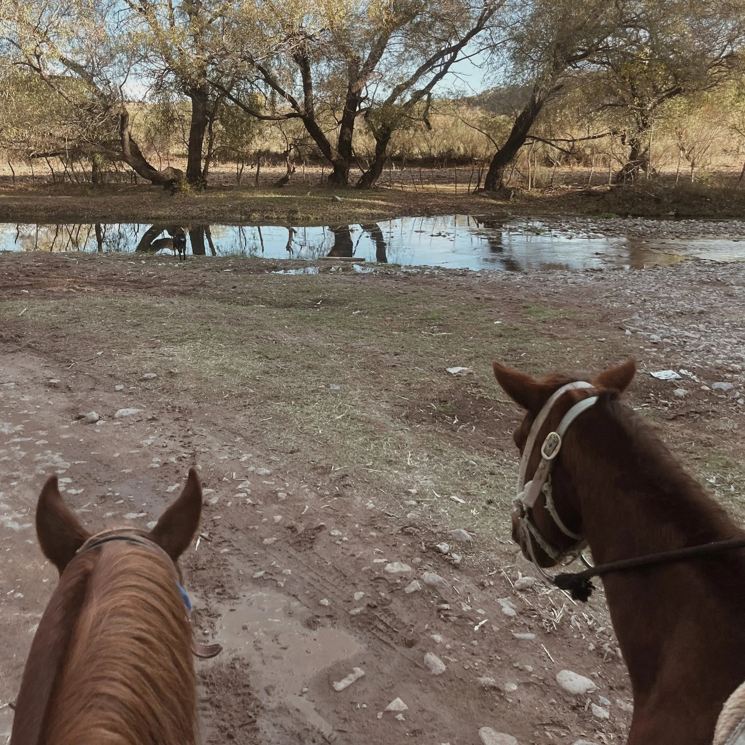 Two horses with brown coats and white markings on their faces are riding along a dirt path near a small pond or waterhole. In the background, there are trees with sparse foliage and a fence, indicating a rural or farmland setting.