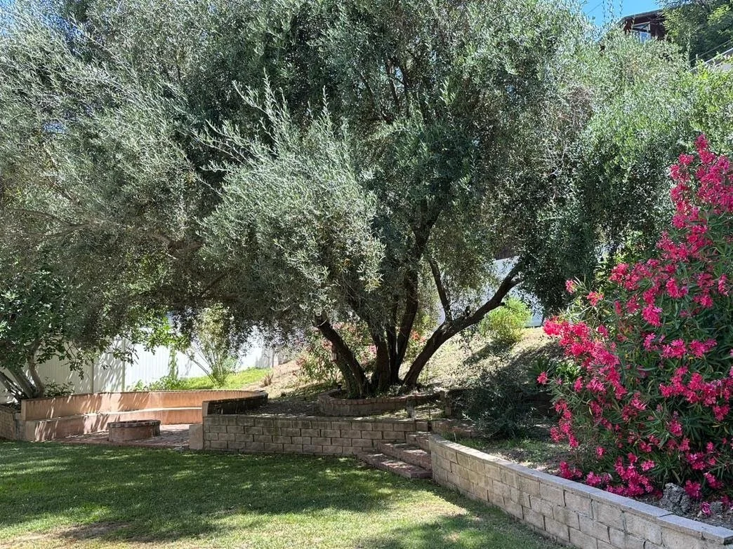 Lush garden with large tree and pink flowering bush, grassy lawn, and stone retaining walls.
