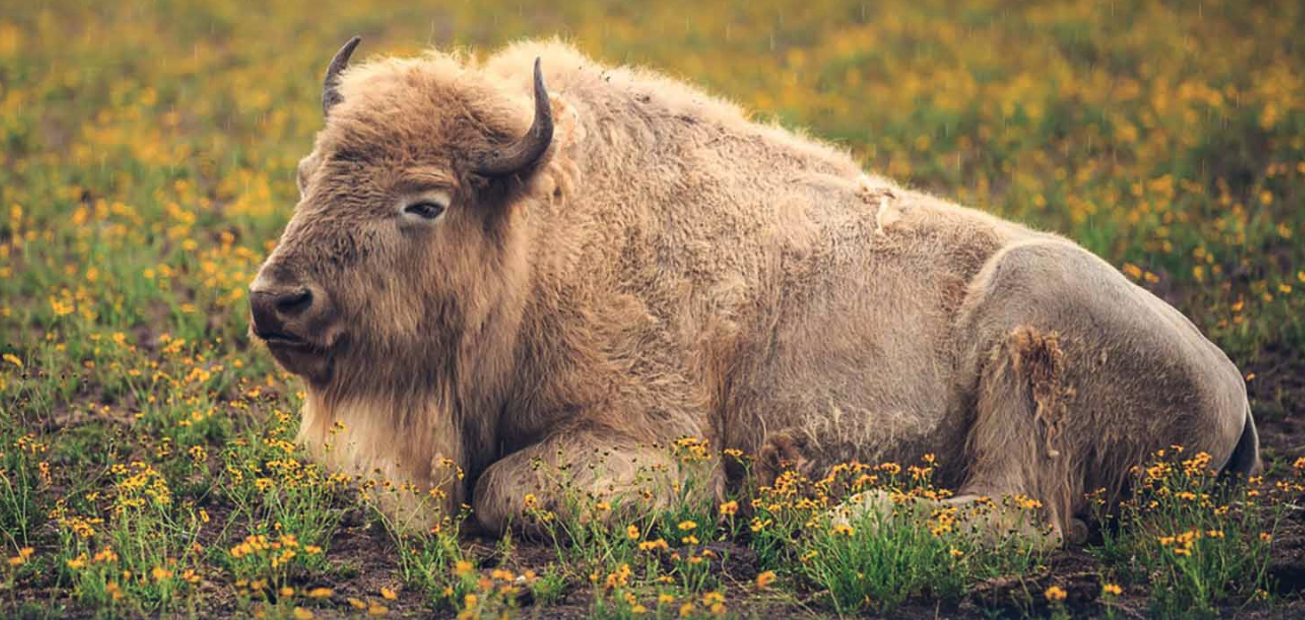 White bison lying in a field of yellow wildflowers