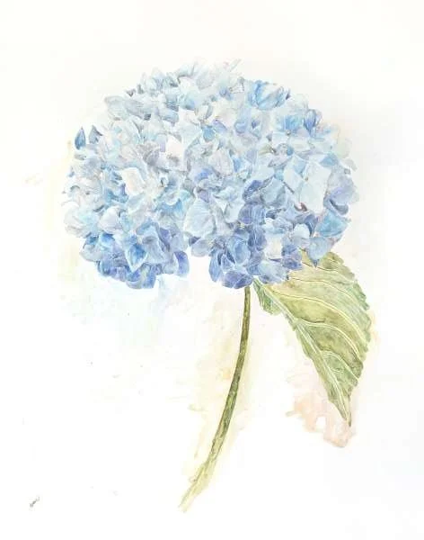 Blue Hydrangea