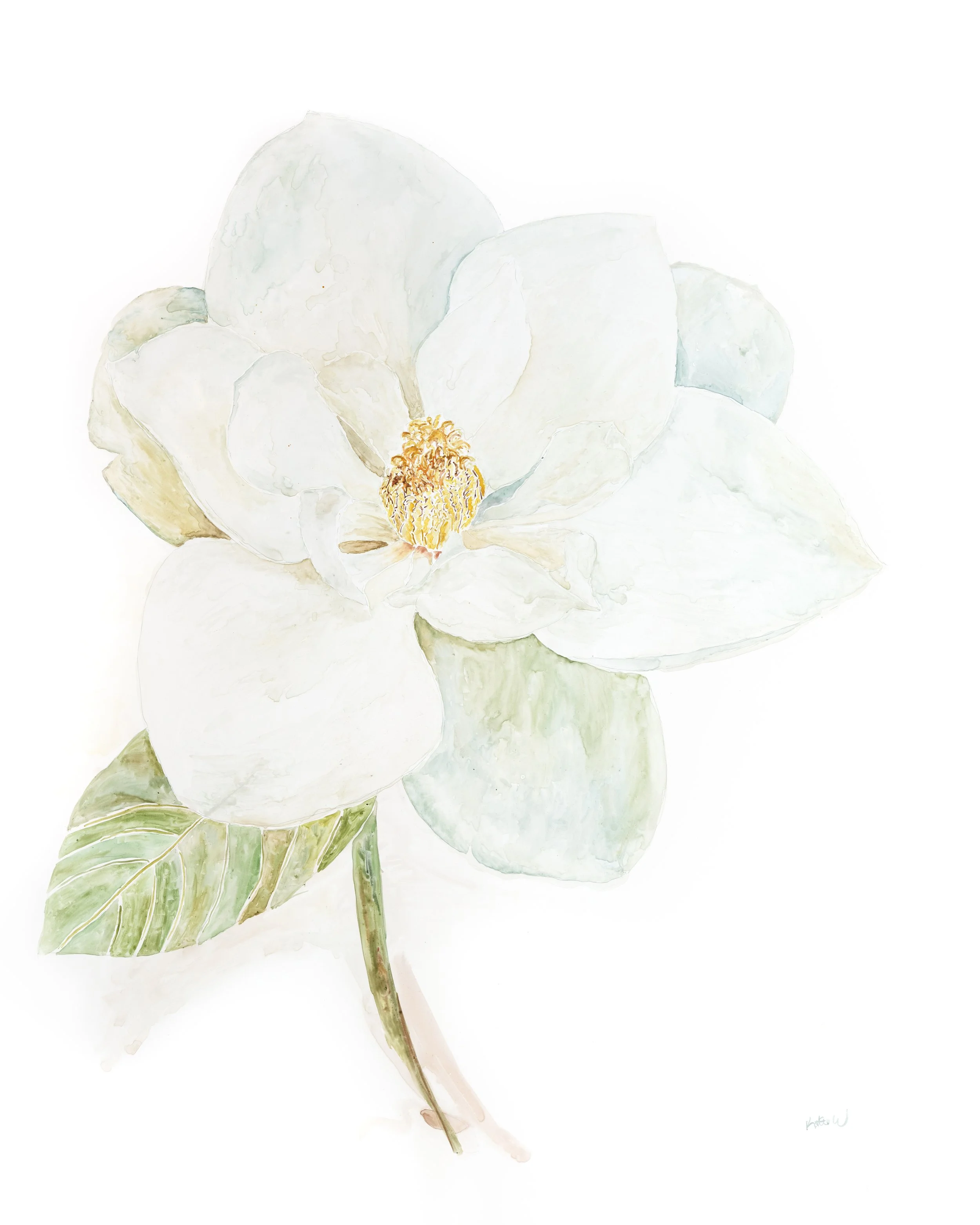 Magnolia Bloom