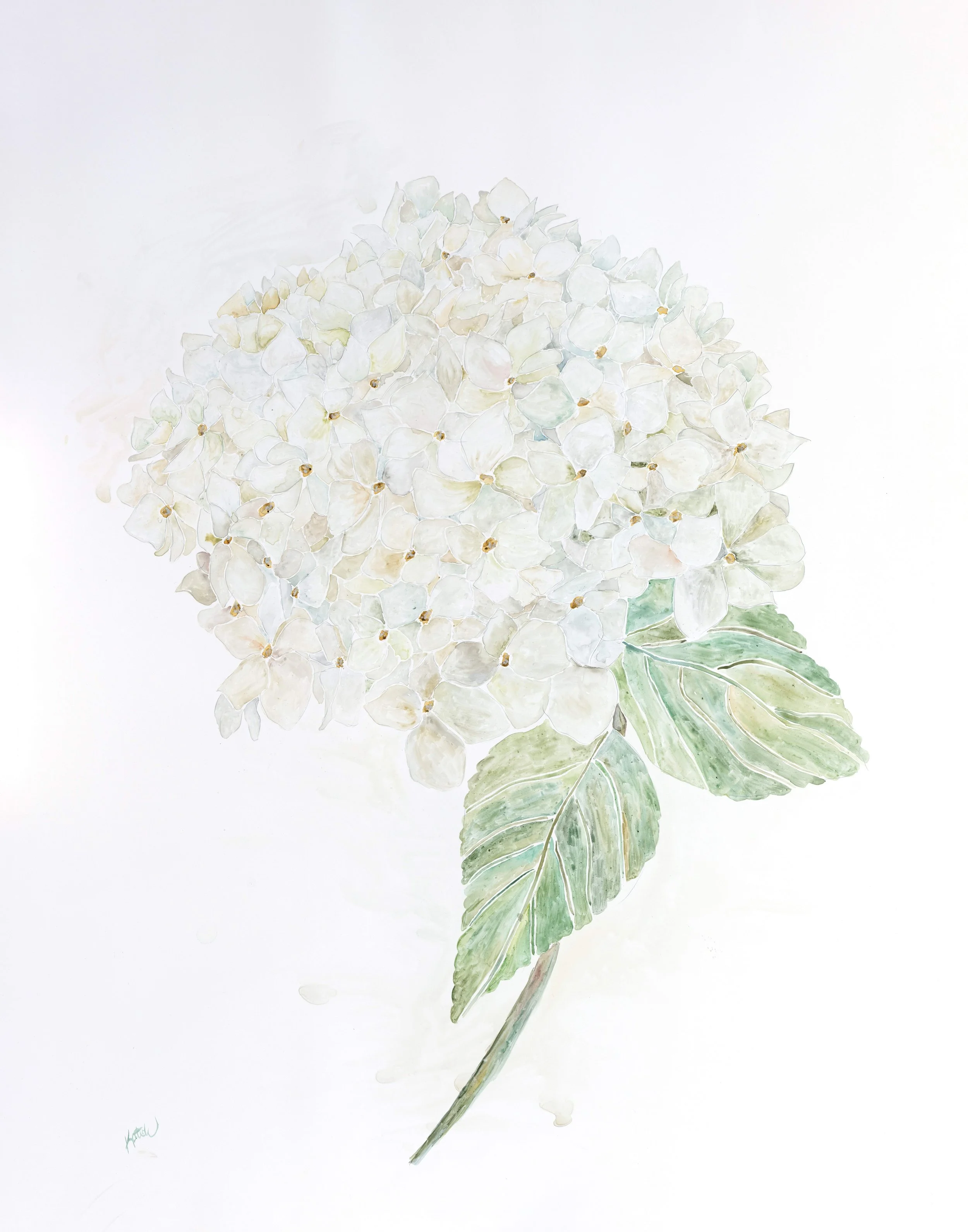 White Hydrangea Watercolor
