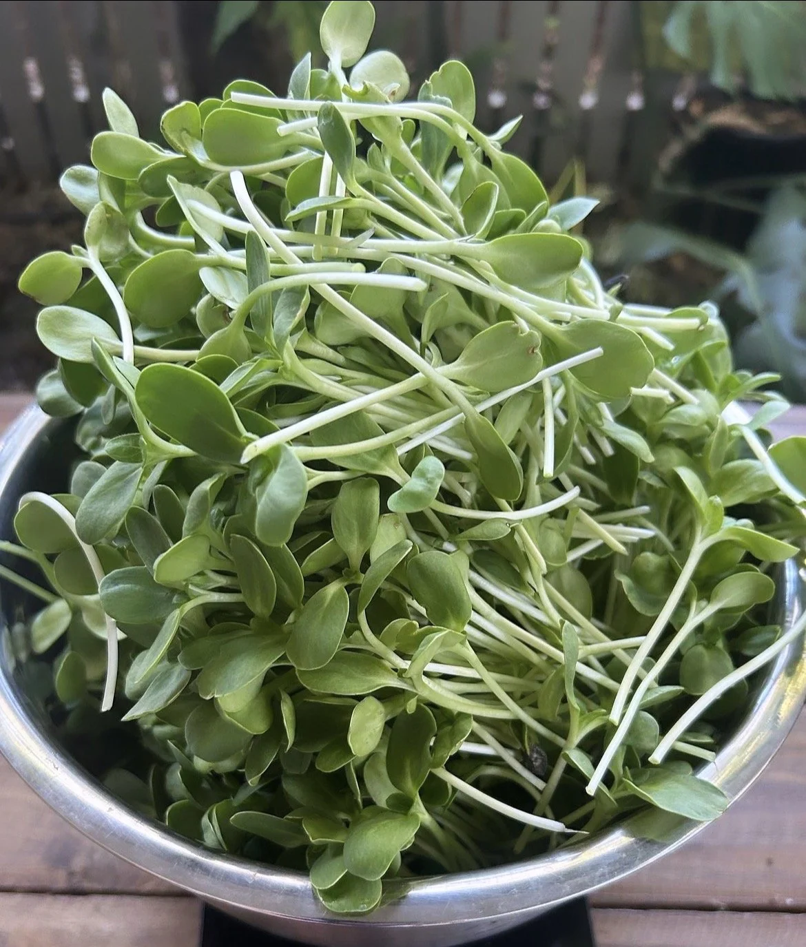 Sunflower Microgreeens