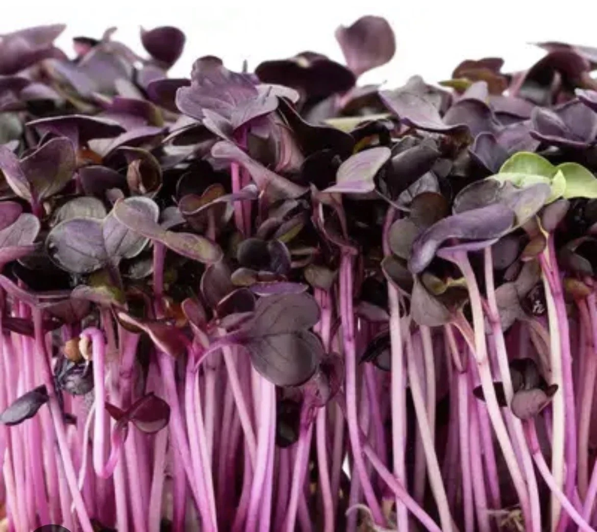 Purple Radish Microgreens
