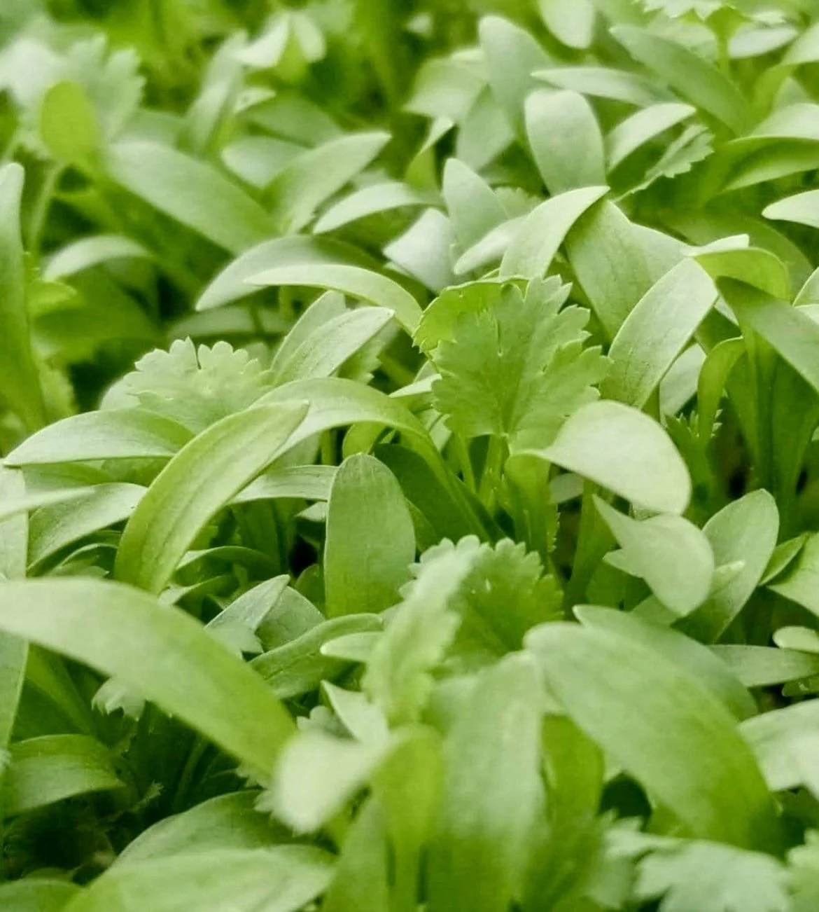 Coriander Microgreens