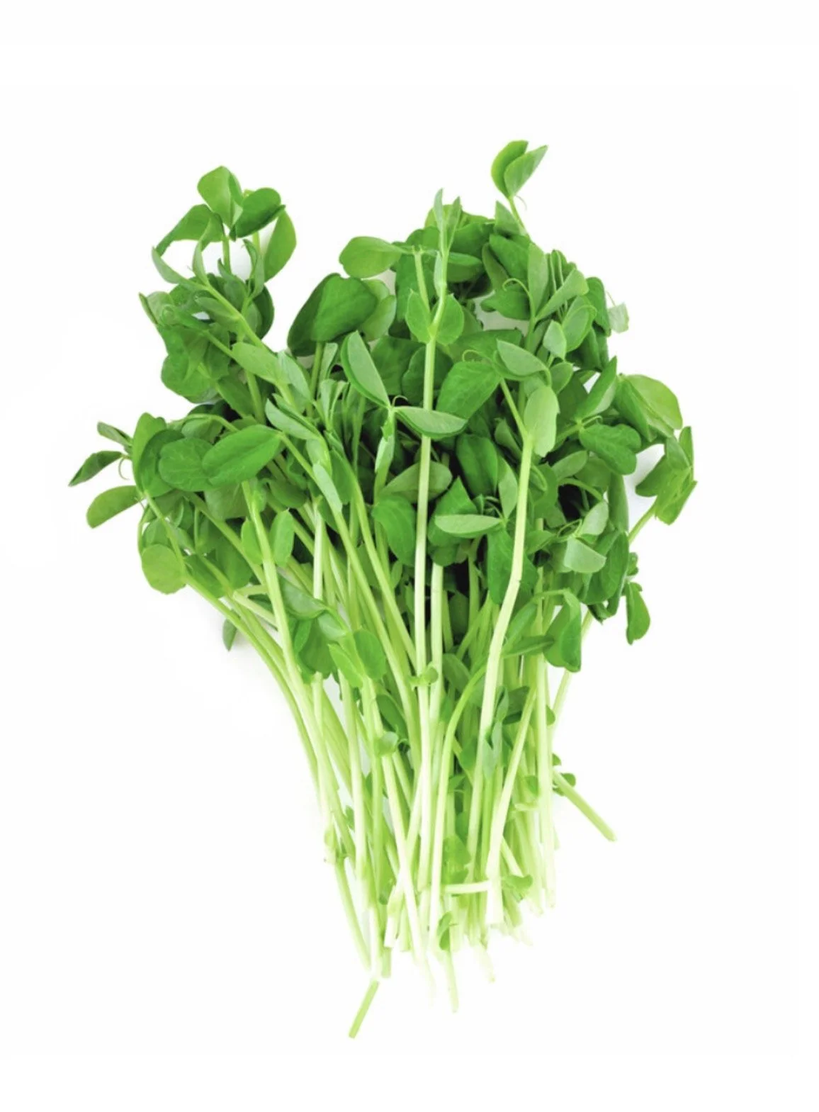 Pea Shoots