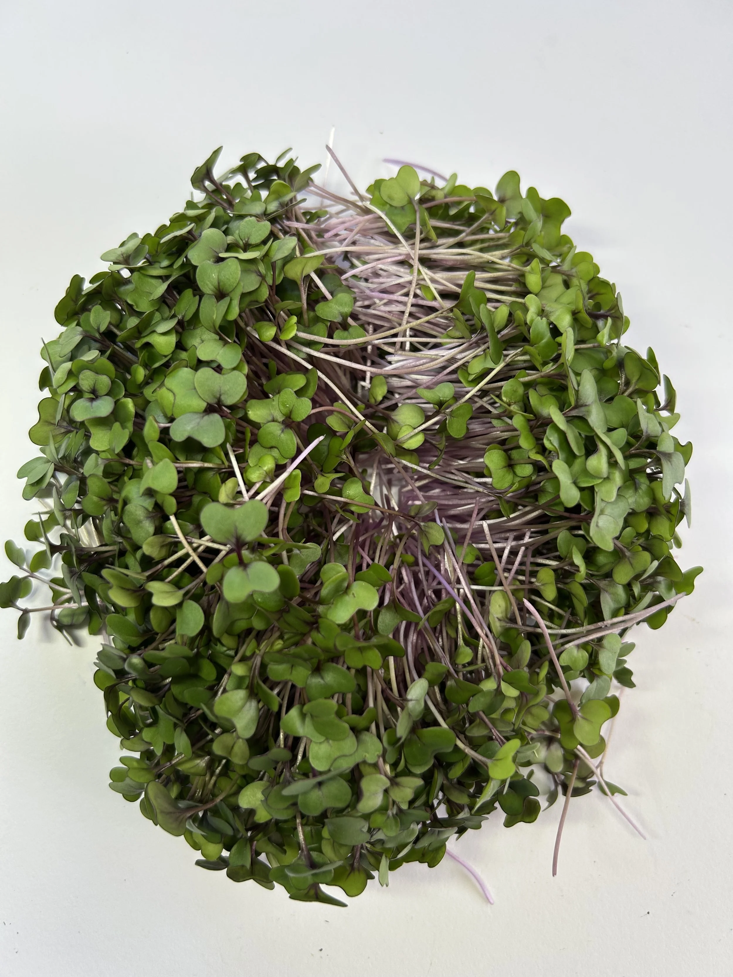 Red Cabbage Microgreens