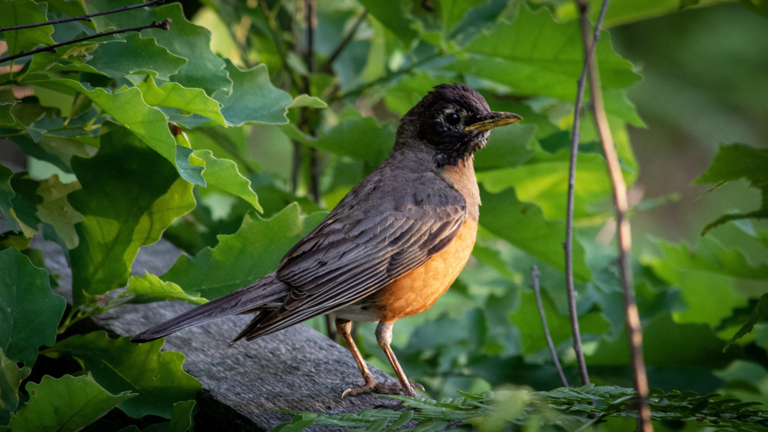Wildlife & Nature