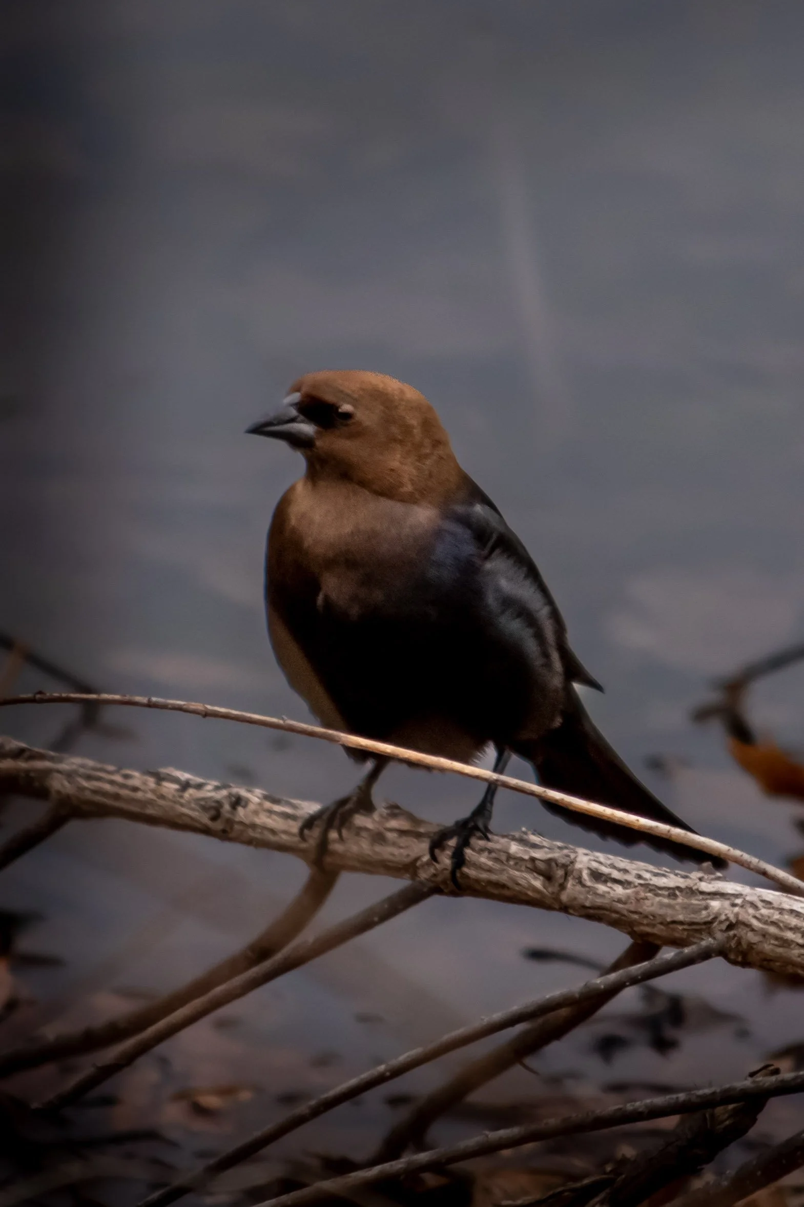 Brown-headed Cowbird