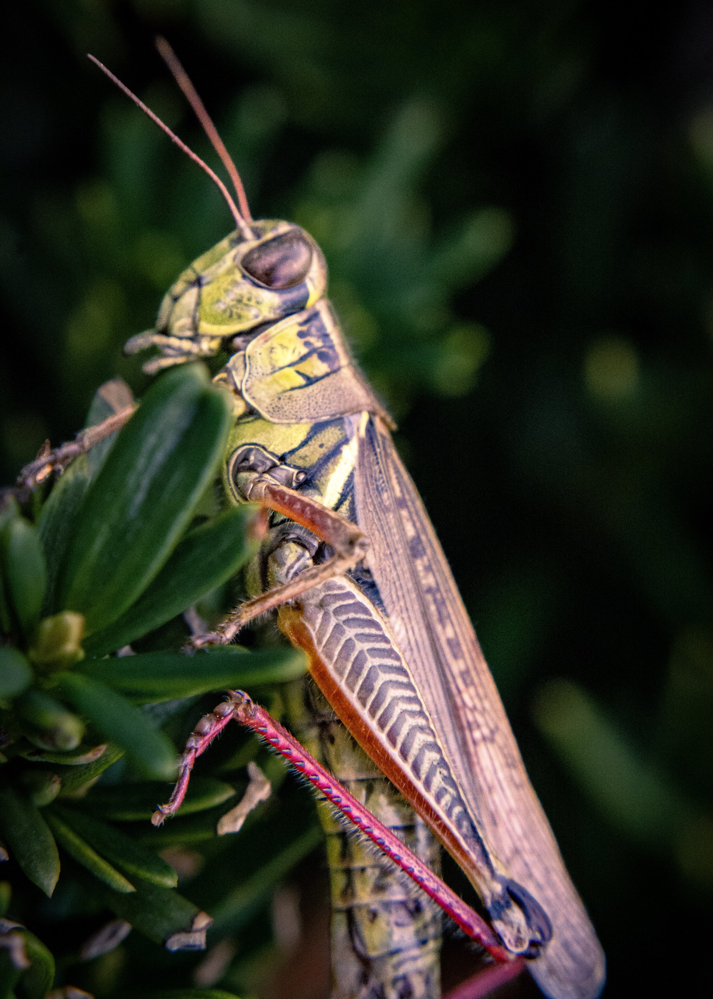 DSC_2627.jpg