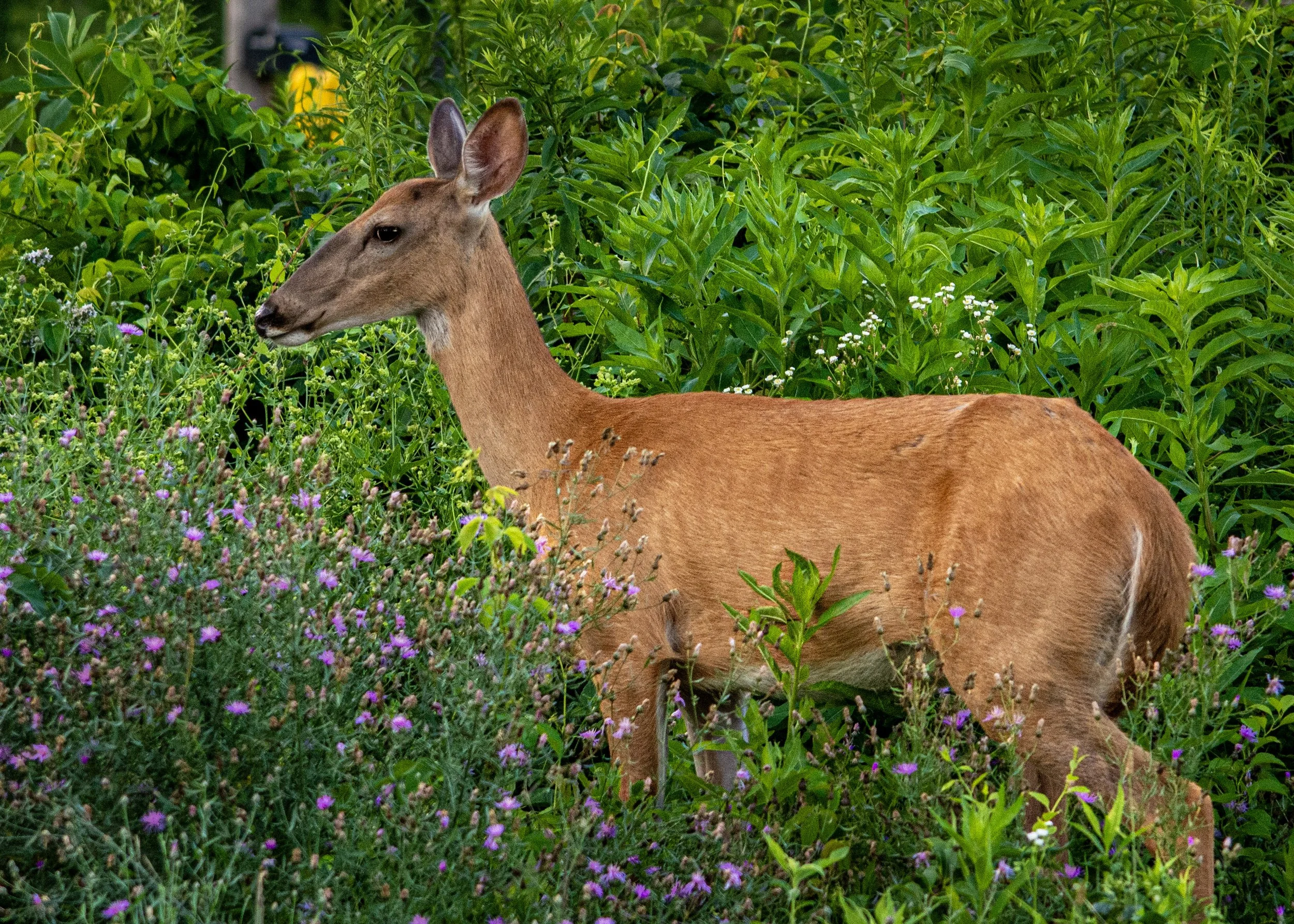 DSC_9266.jpg