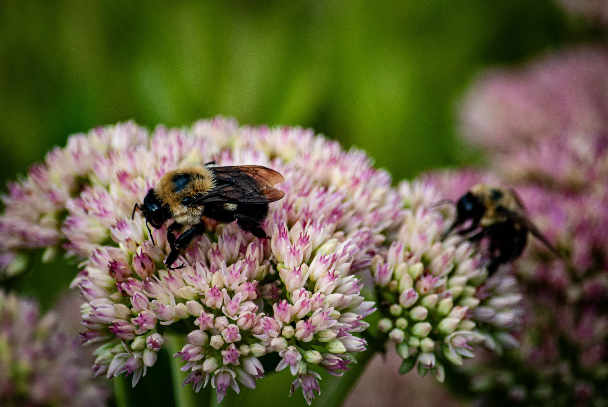 81-DSC_2943.jpg