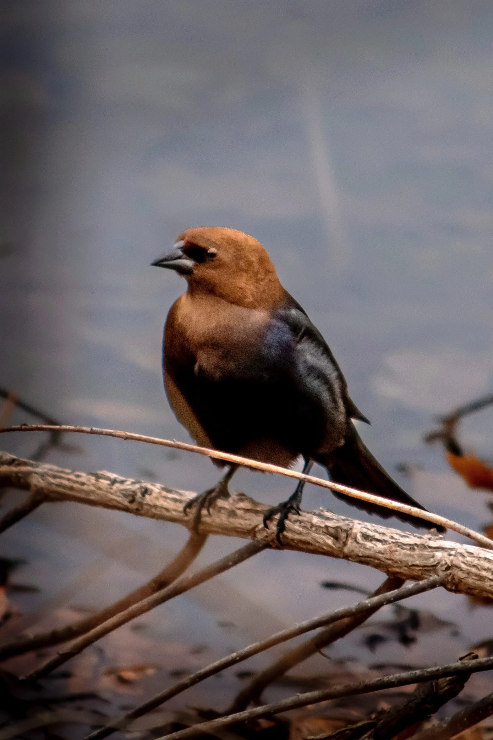 DSC_0411~2.jpg