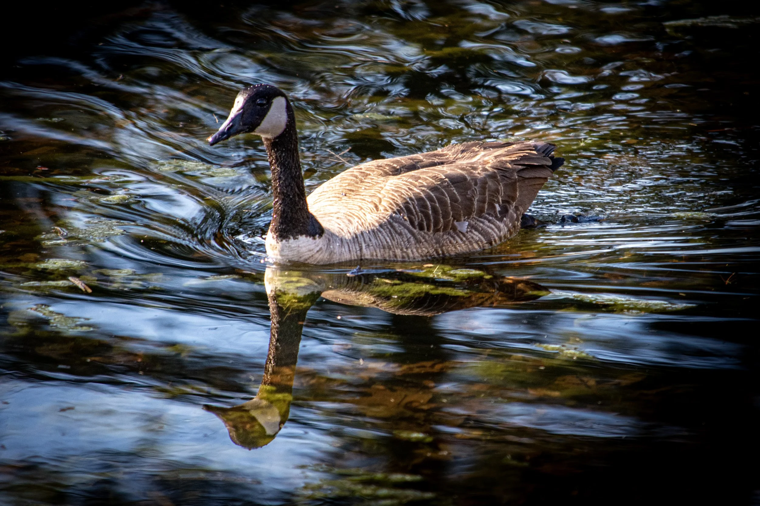 6-DSC_0367.jpg