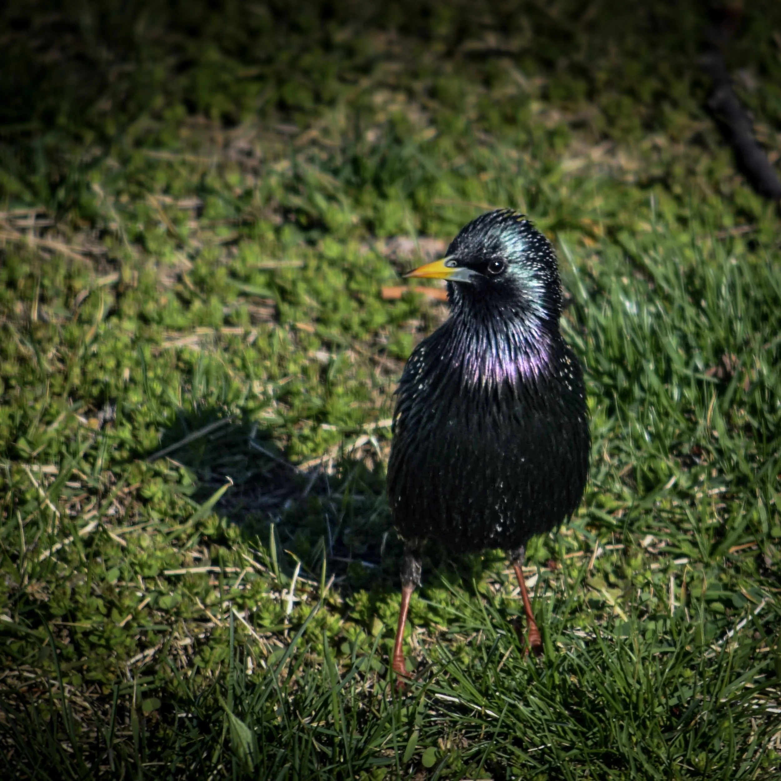 6-DSC_0226.jpg