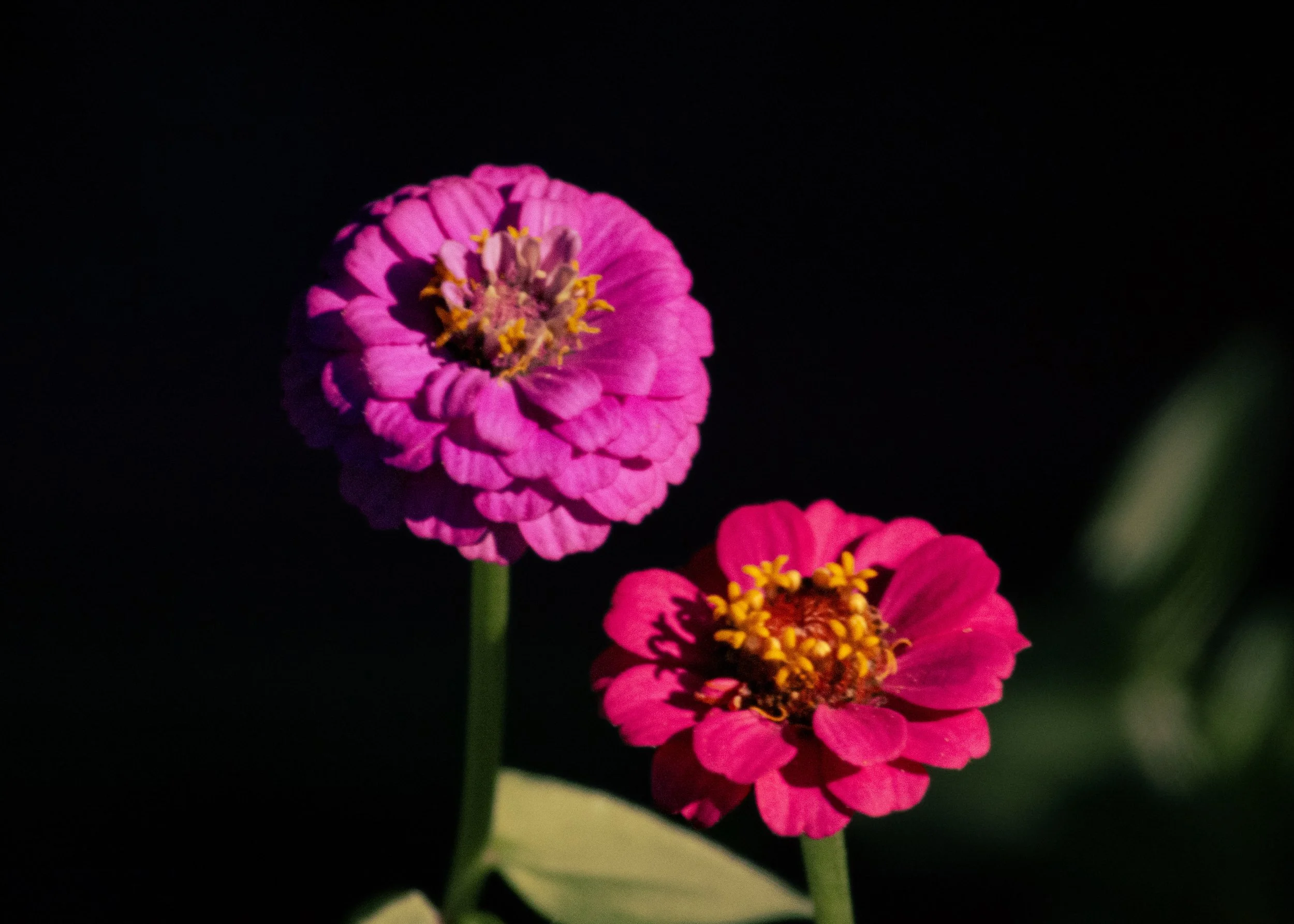 DSC_2108.jpg