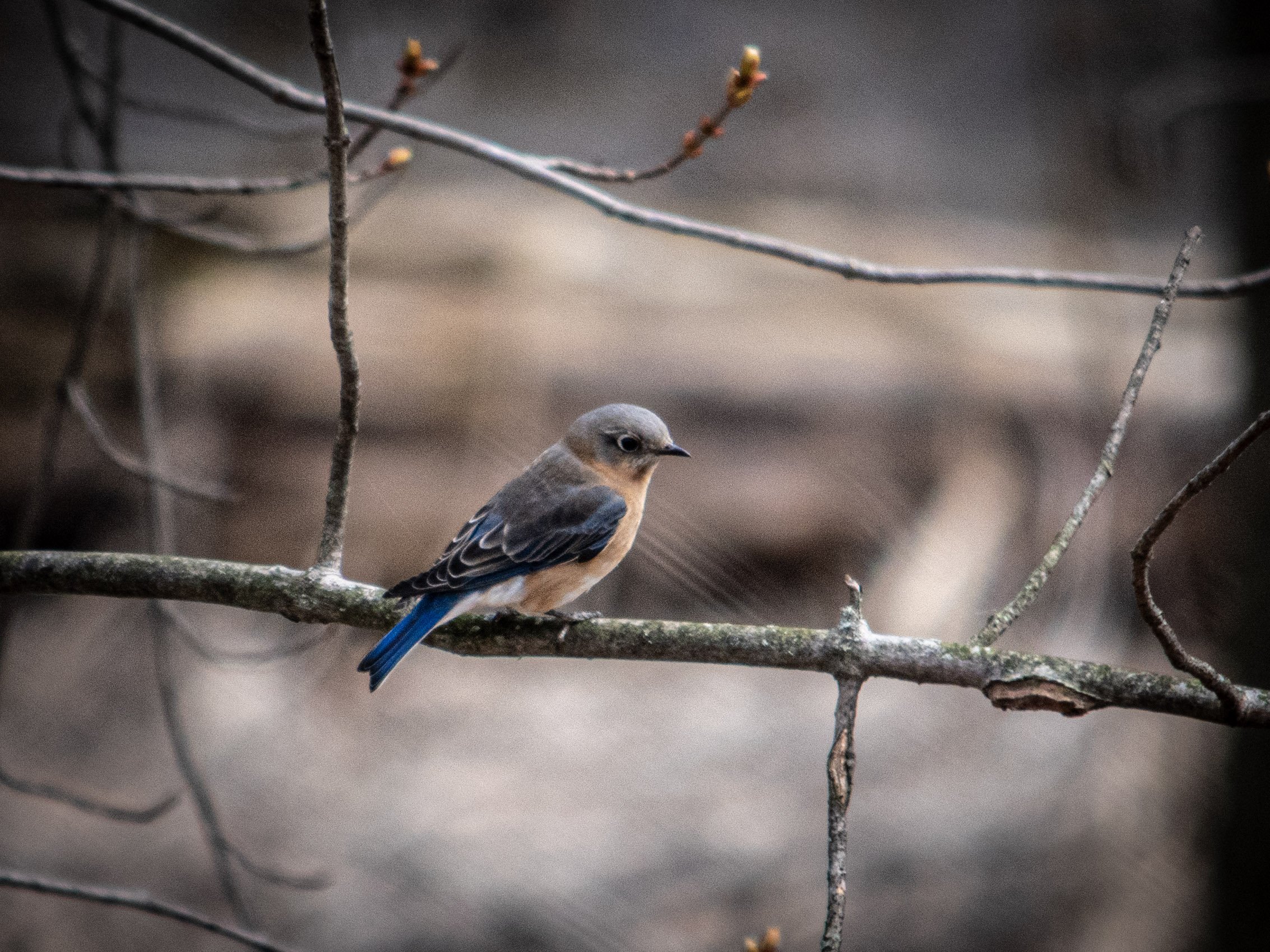 3-DSC_0533.jpg