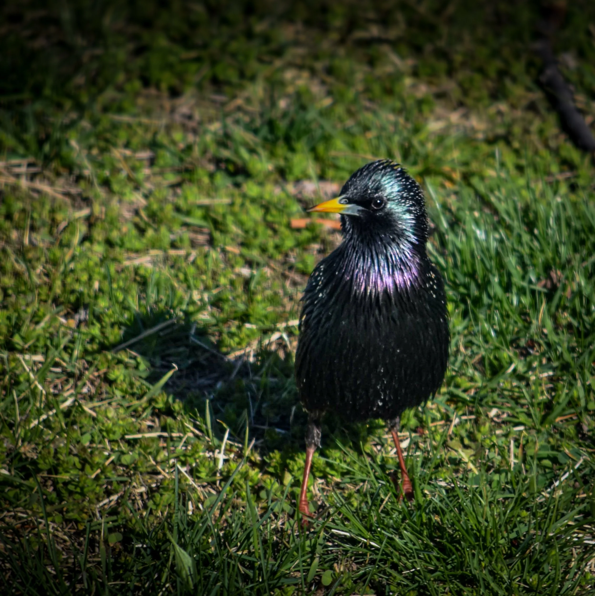 DSC_0226.jpg