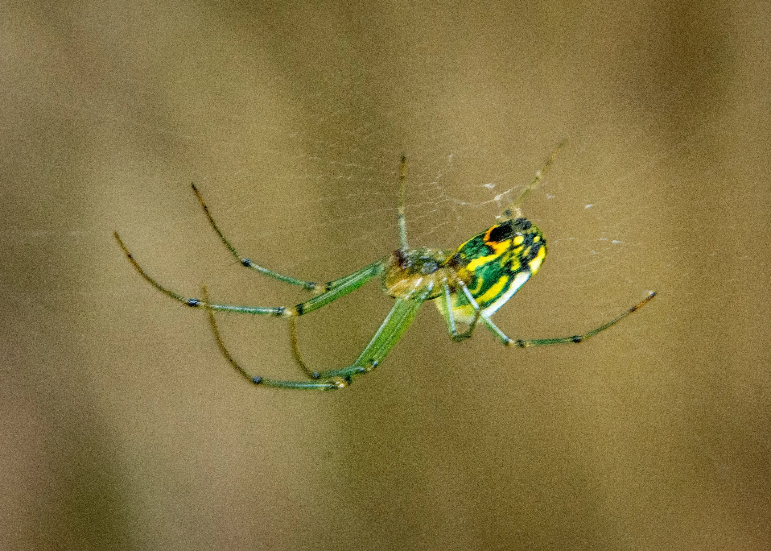 DSC_7636.jpg