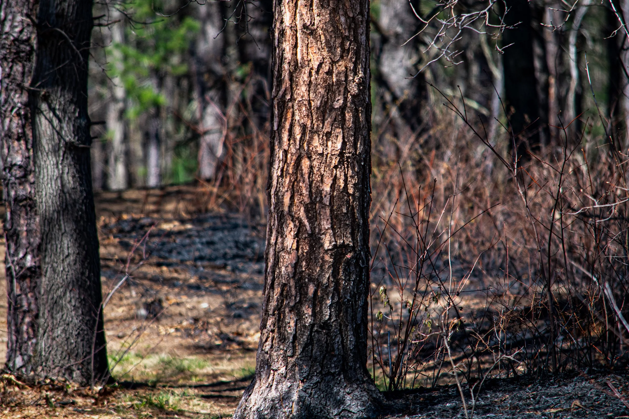 Springtime controlled burns leave charred plant matter scorched trees.