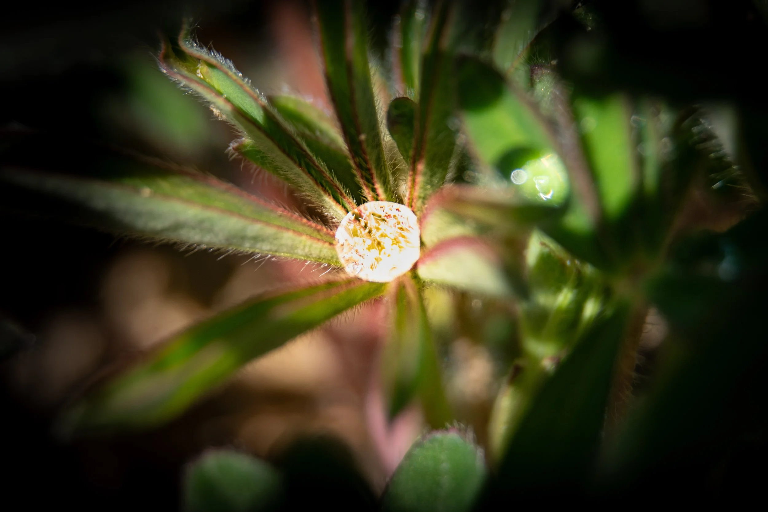A dew drop cradled by the leaves of a lupine plant catches the morning sun
