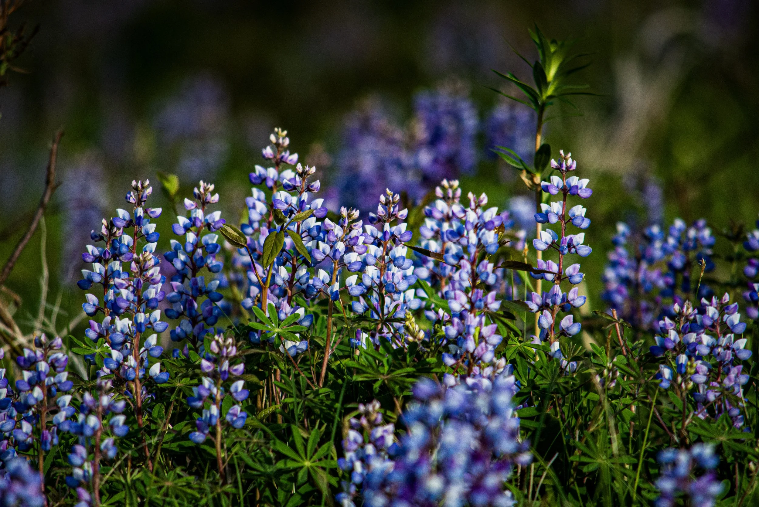 15-DSC_4283.jpg