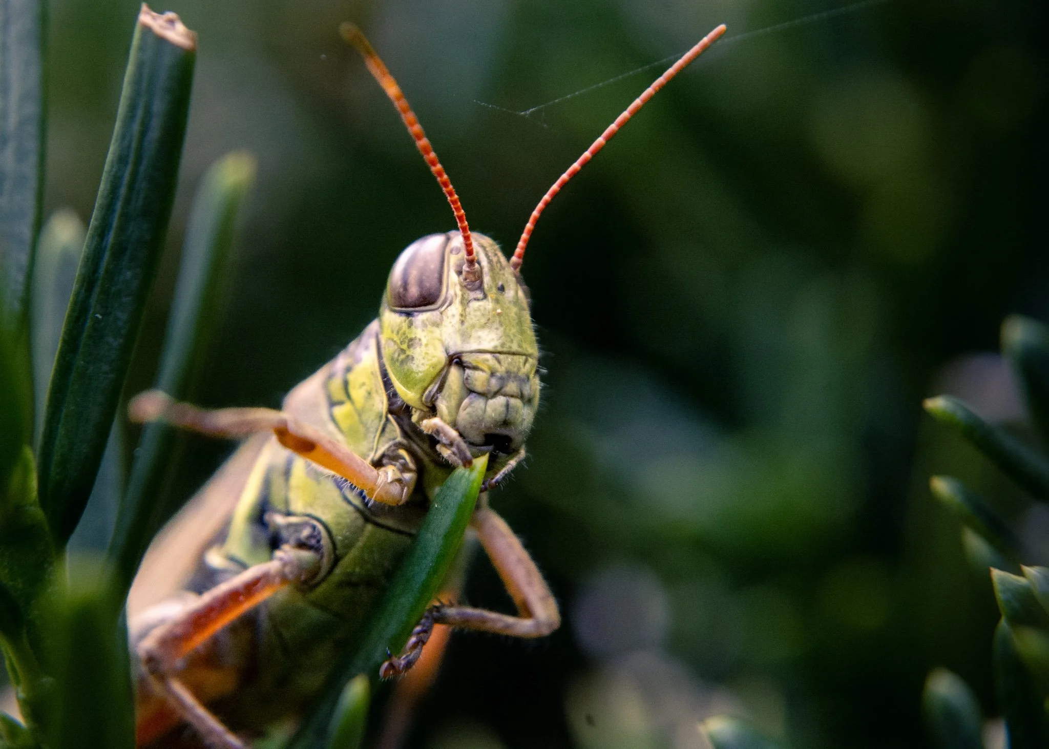Macro