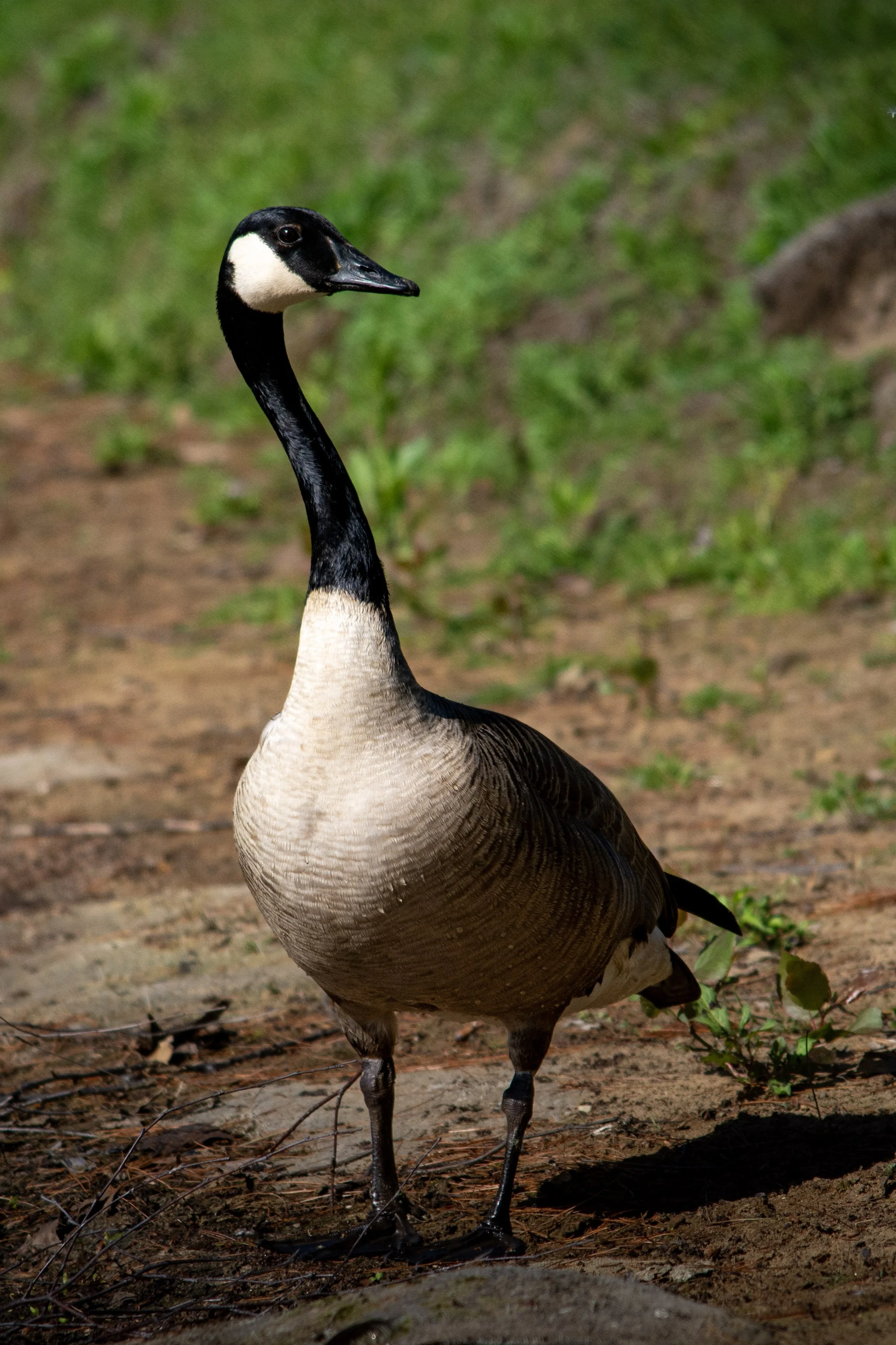 13-DSC_4222.jpg