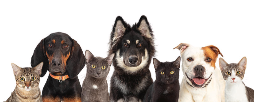 Carpet Shampoo & Pet Hair Removal Premium Aircraft Detailing Houston