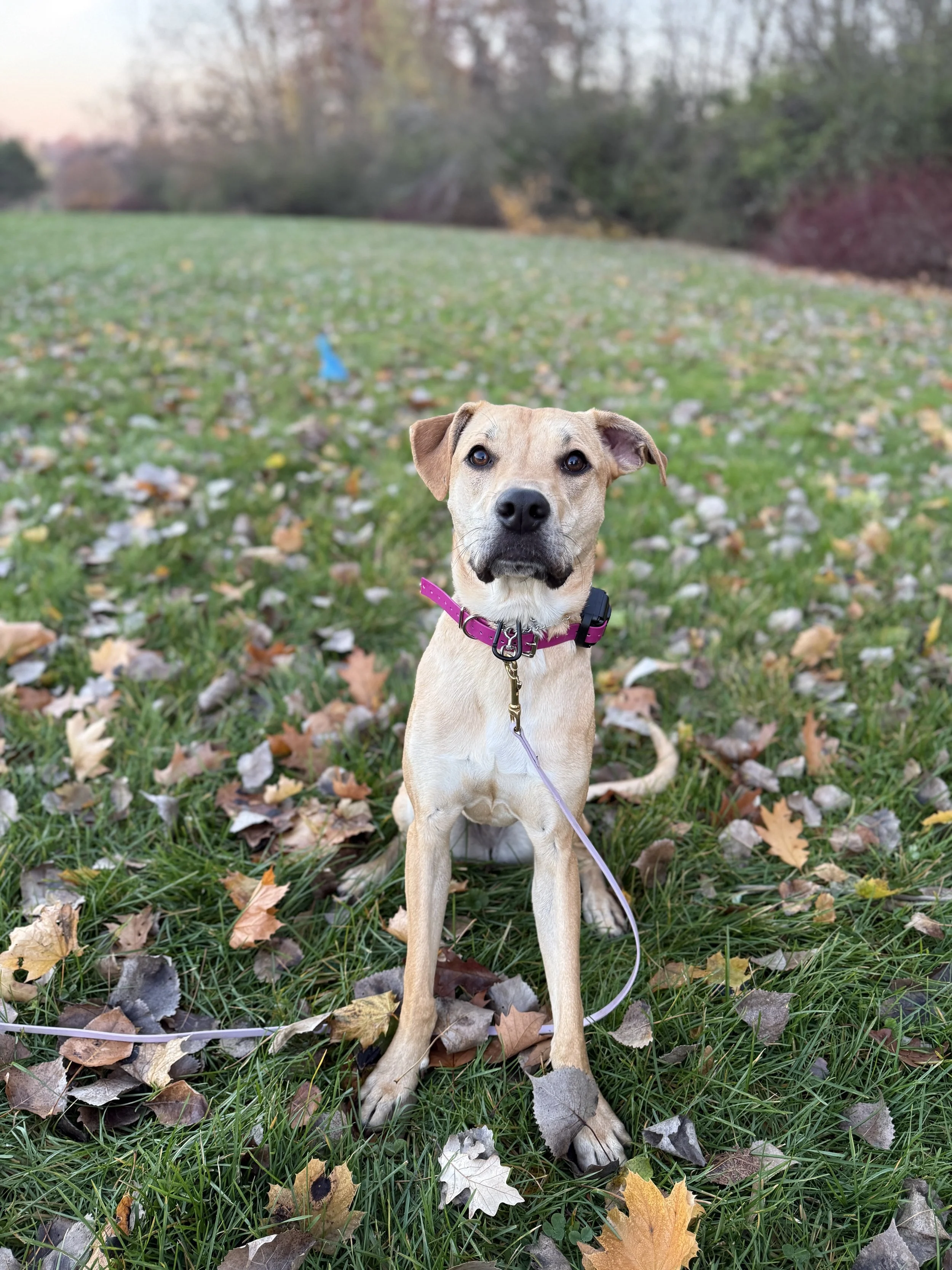 A tan dog with a black nose and floppy ears sitting on grass with fallen autumn leaves, wearing a purple collar and leash, in a park with trees in the background.