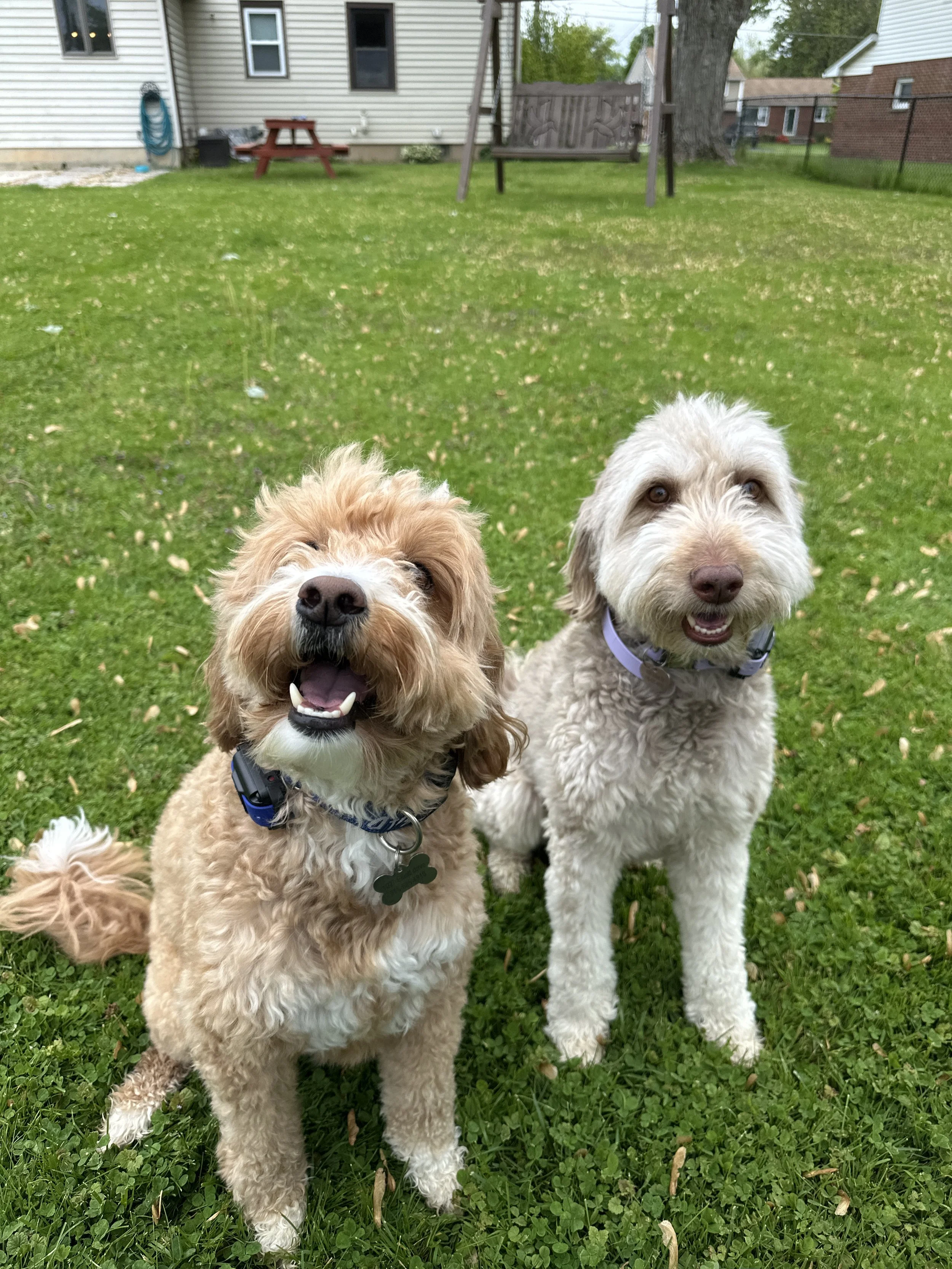 Two dogs sitting on a grassy yard in front of a house, smiling and looking at the camera.
