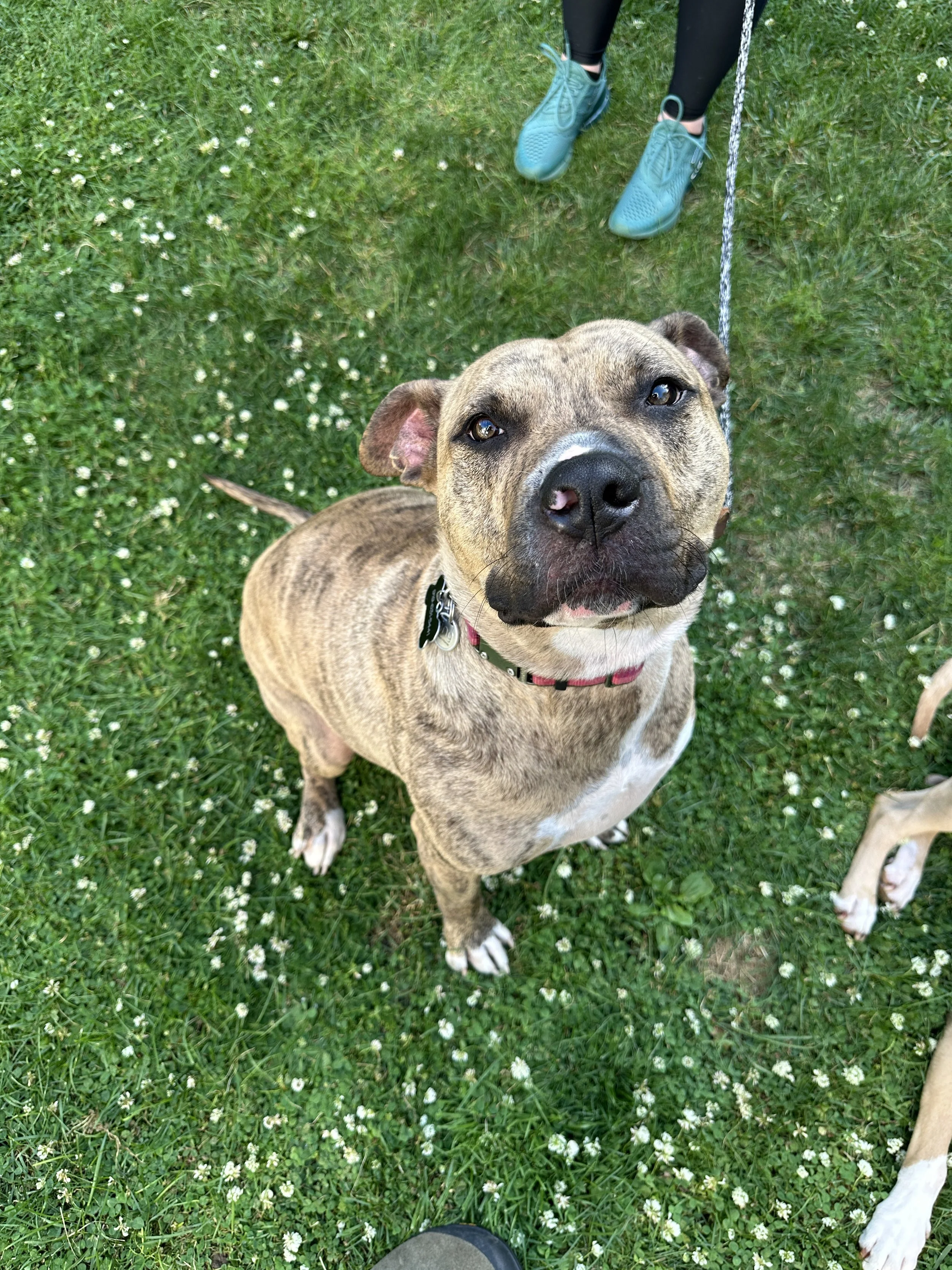 A close-up of a brown brindle dog looking up at the camera, standing on grass with small white flowers, next to a person wearing black pants and teal sneakers.