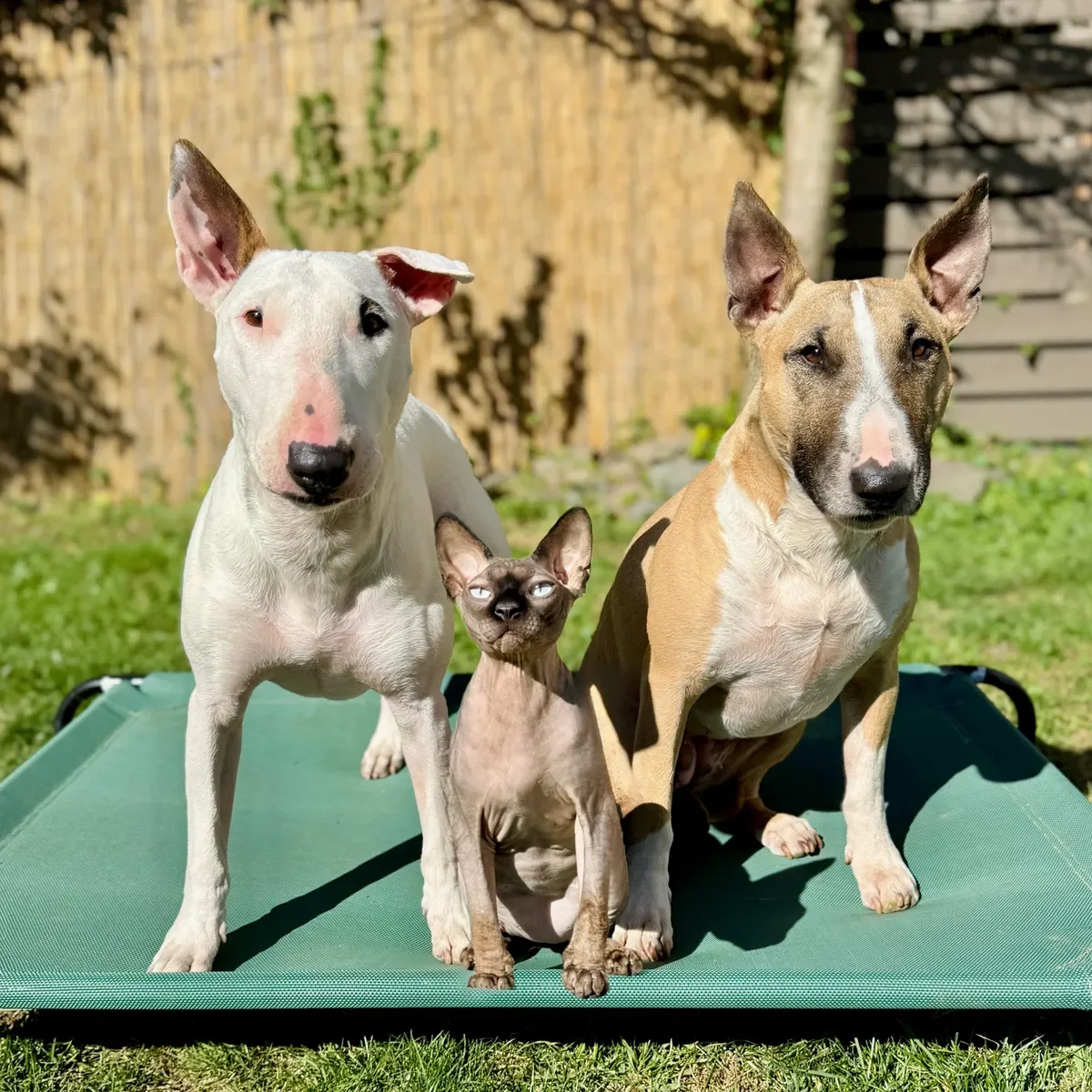 Three dogs and a cat sitting on a green outdoor mat in a backyard with grass and a wooden fence.