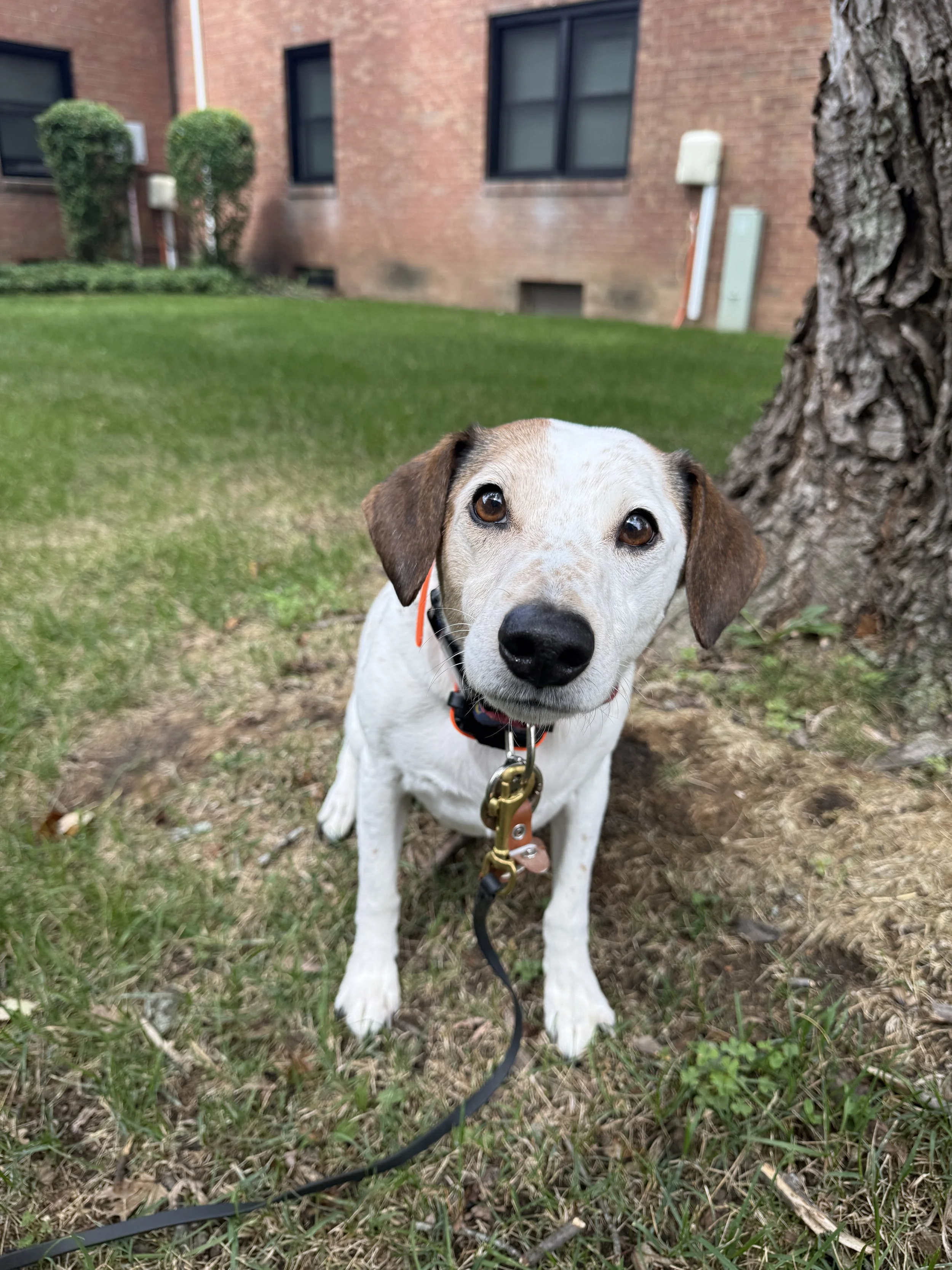 A small white dog with brown ears and spots, sitting on grass near a tree in an outdoor area with a brick building in the background.