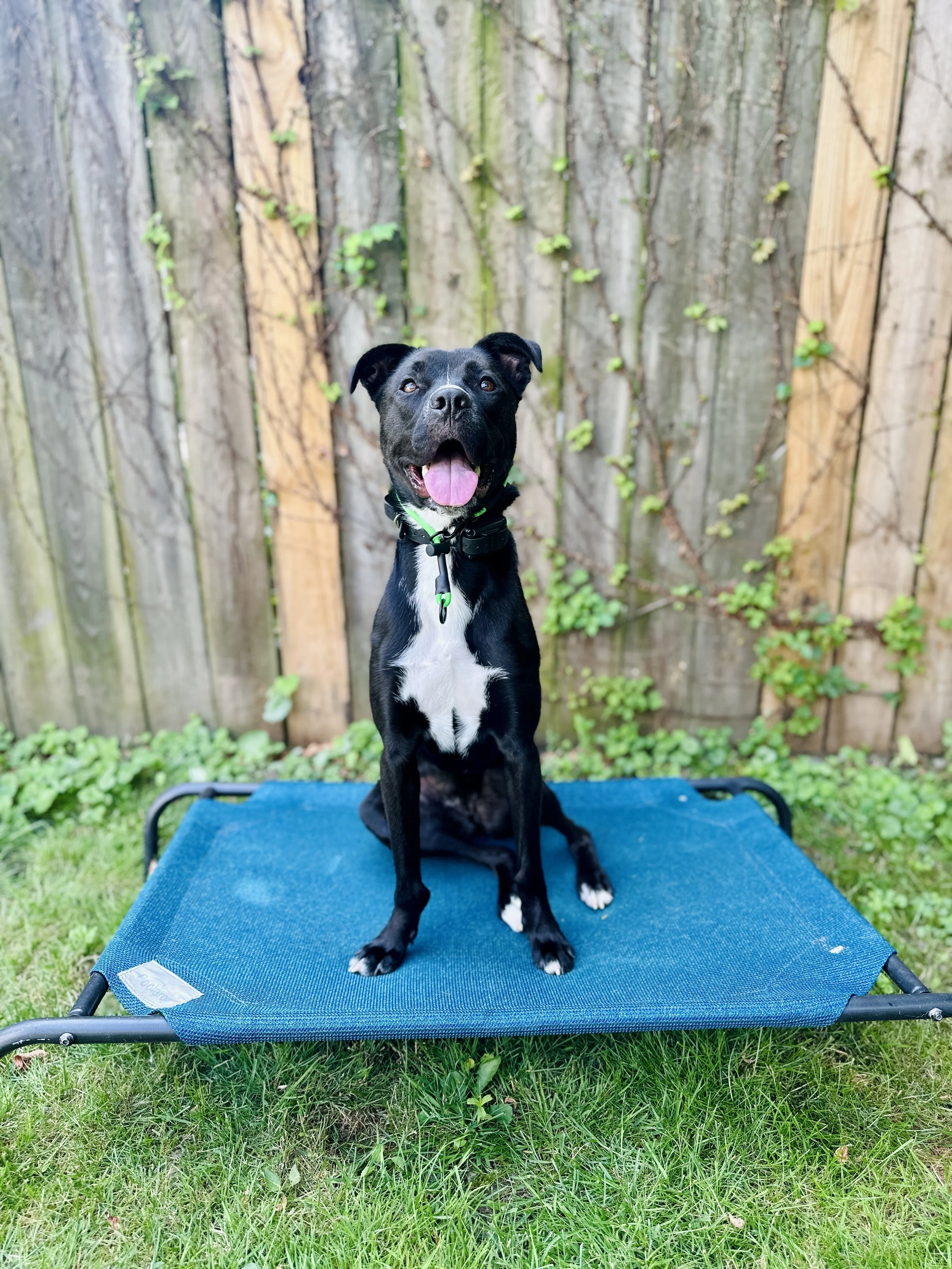 A happy black and white dog sitting on a blue elevated pet bed in a backyard with a wooden fence and green grass.