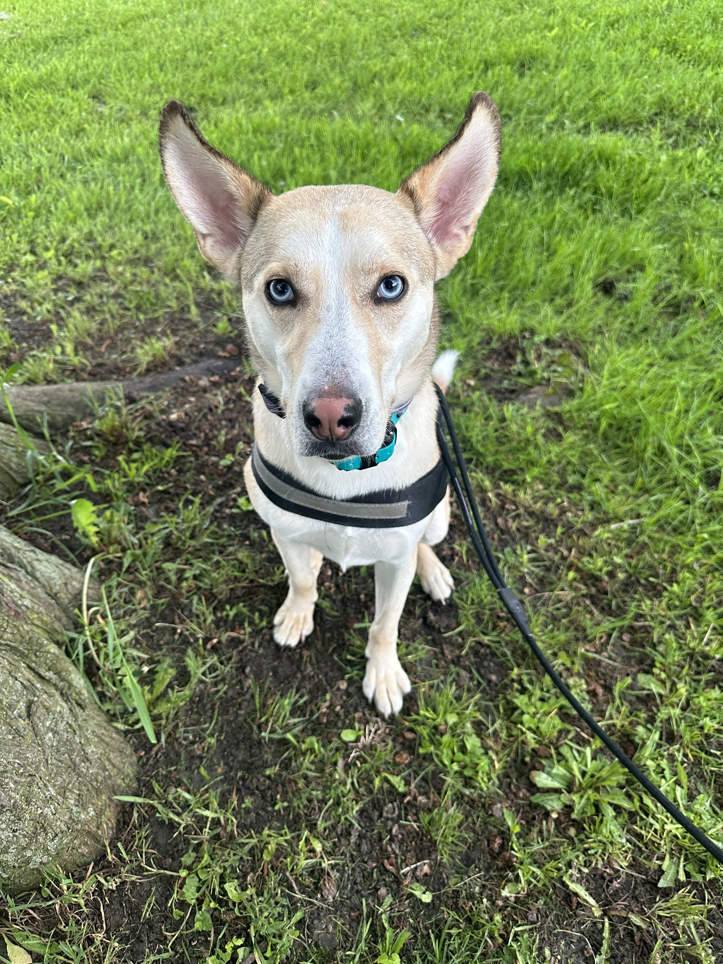 A dog with light fur and blue eyes sitting on grass with a tree in the background.