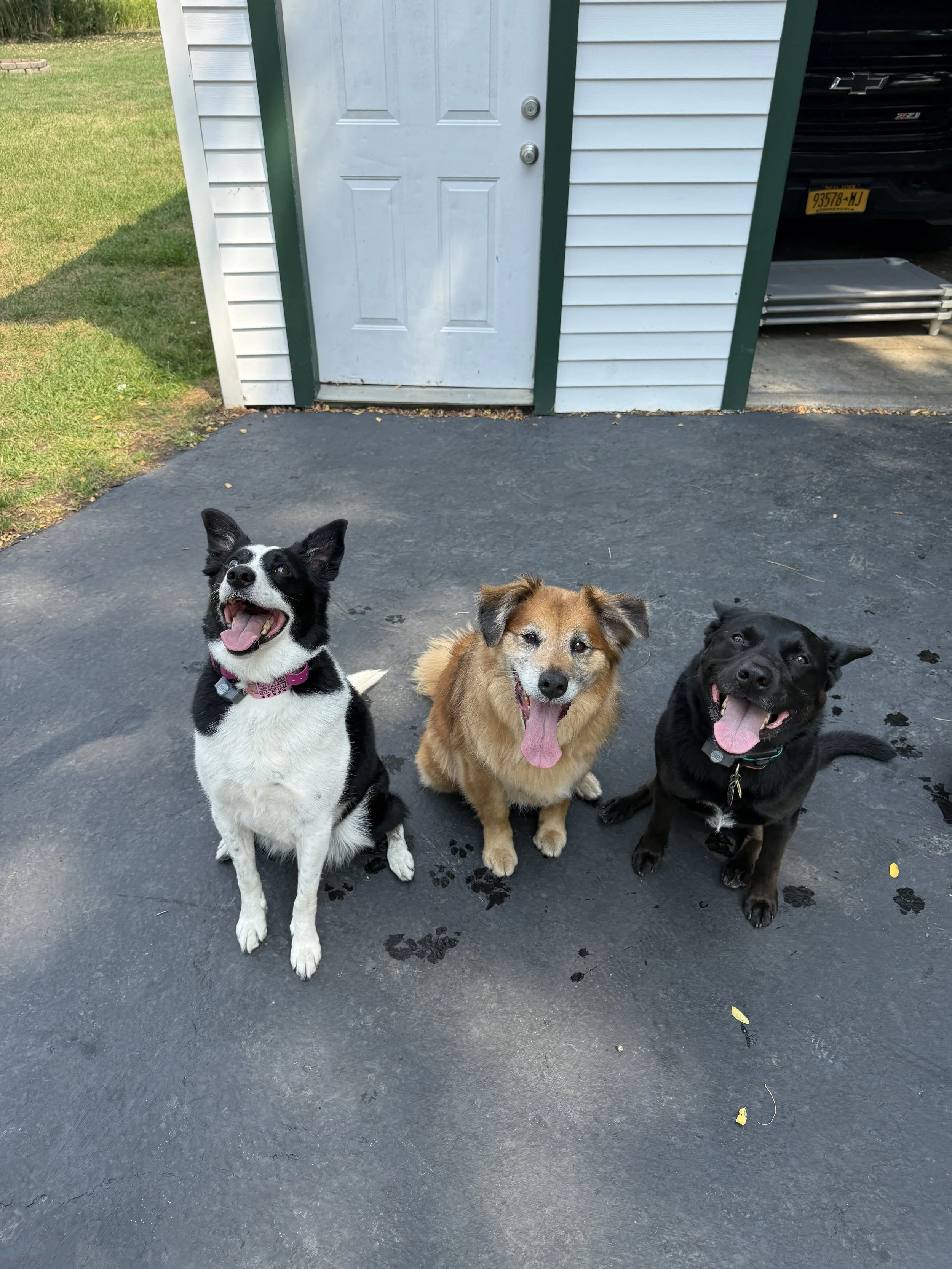 Three happy dogs sitting on a paved driveway in front of a white building with a door, a black car, and a grassy yard in the background.
