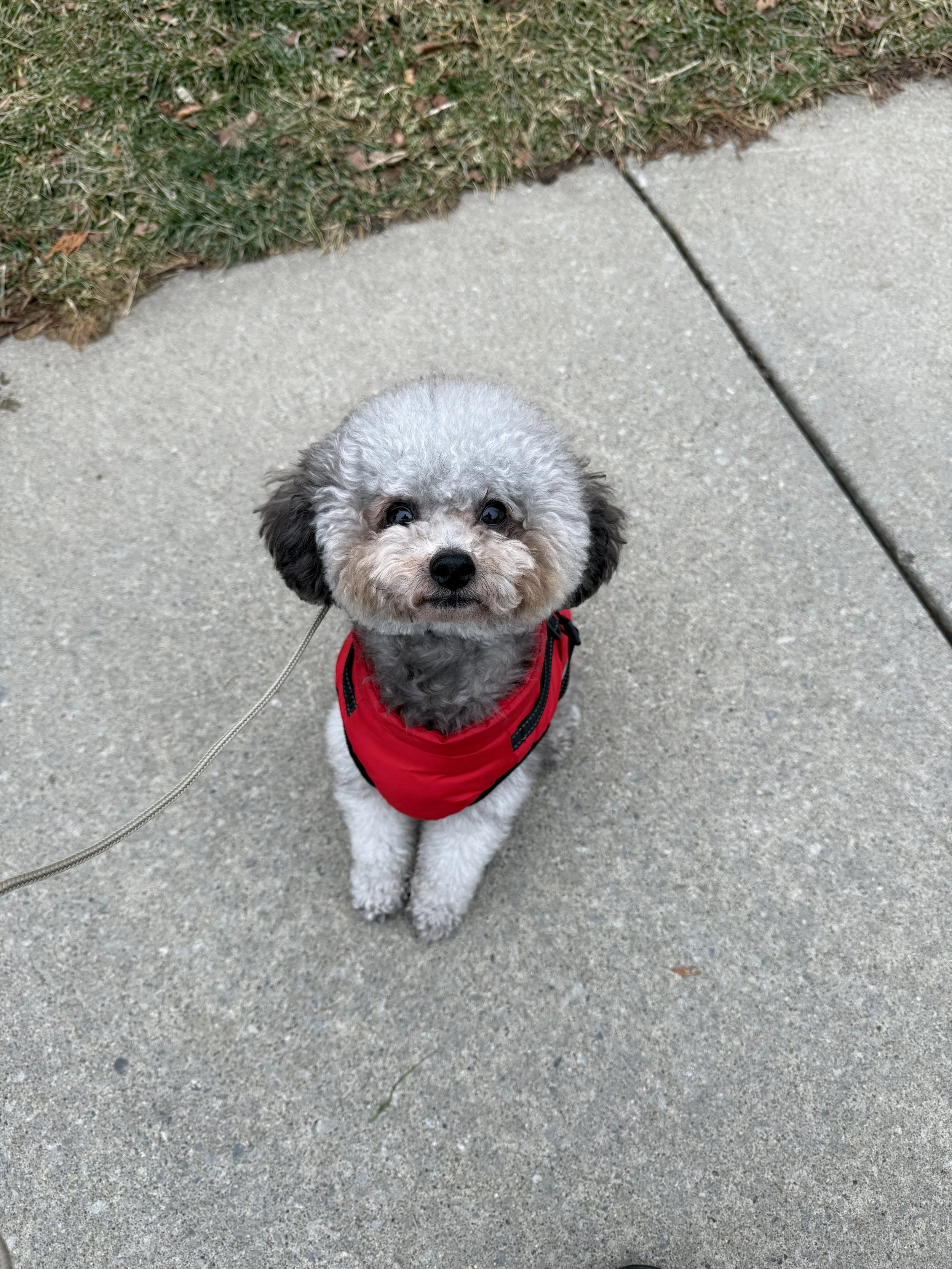 A small, fluffy gray and white dog with black ears, wearing a red harness, sitting on a sidewalk looking up.